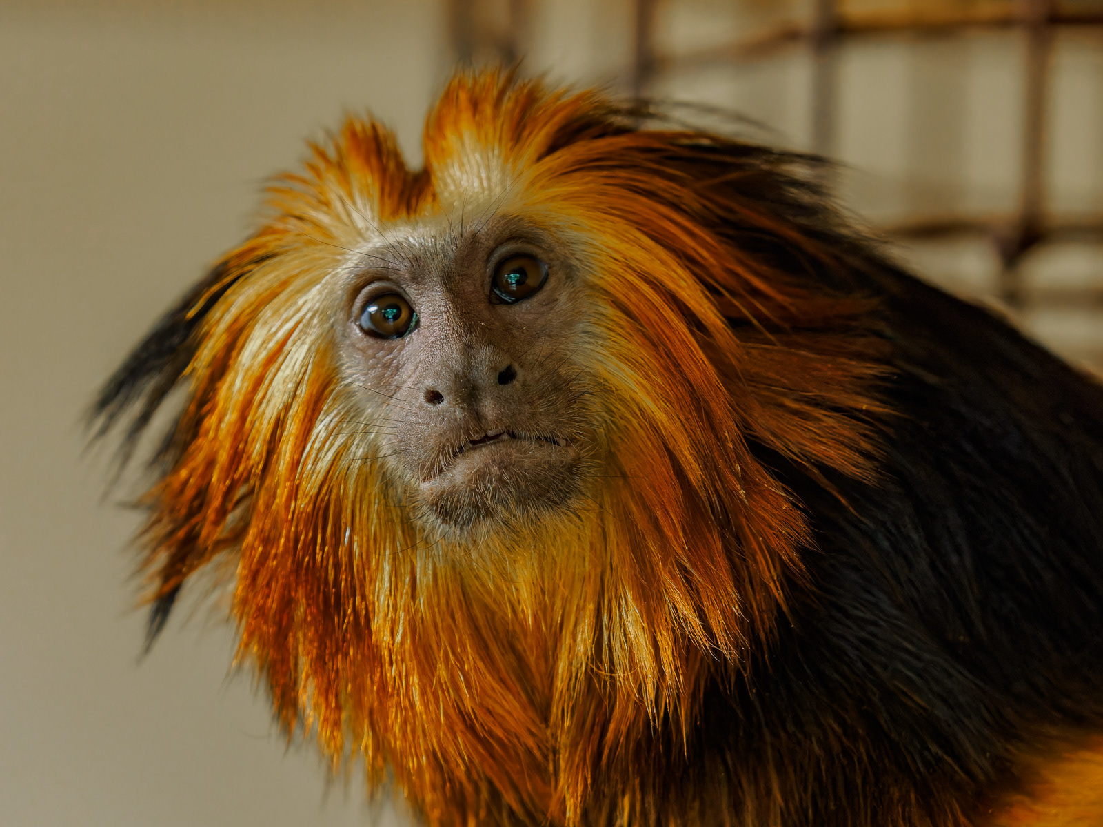 Lvíček zlatohlavý