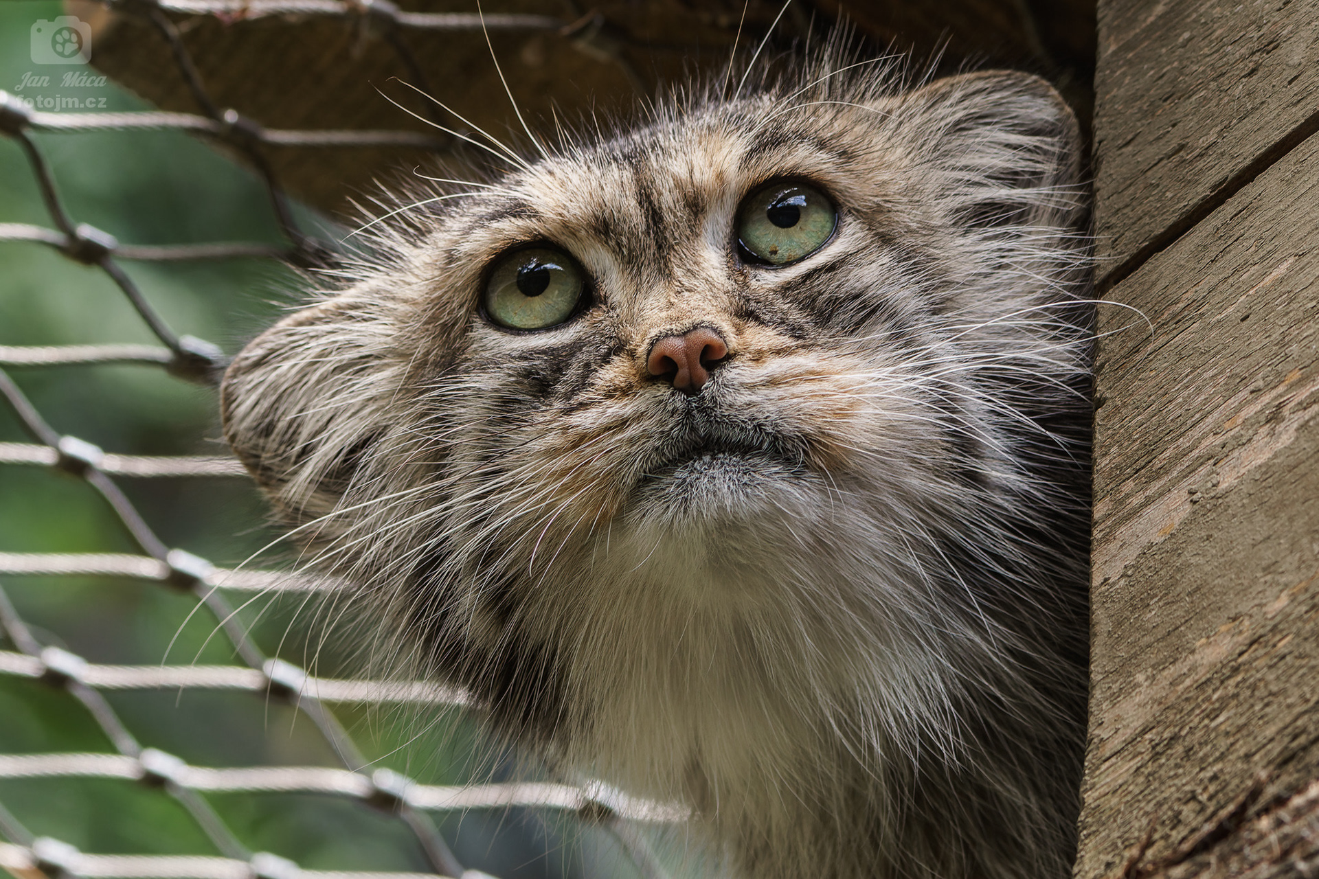 Manul