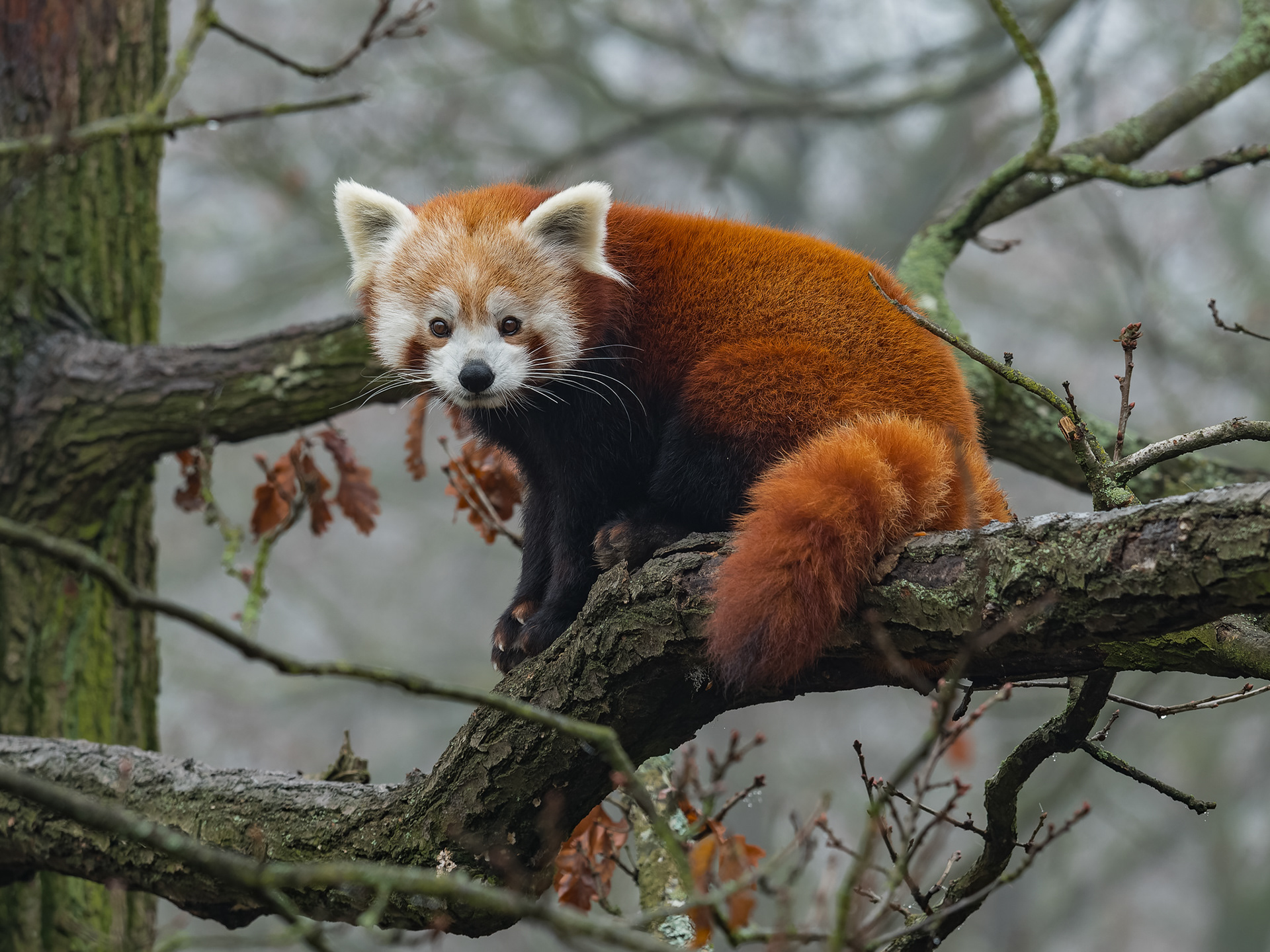 Panda červená