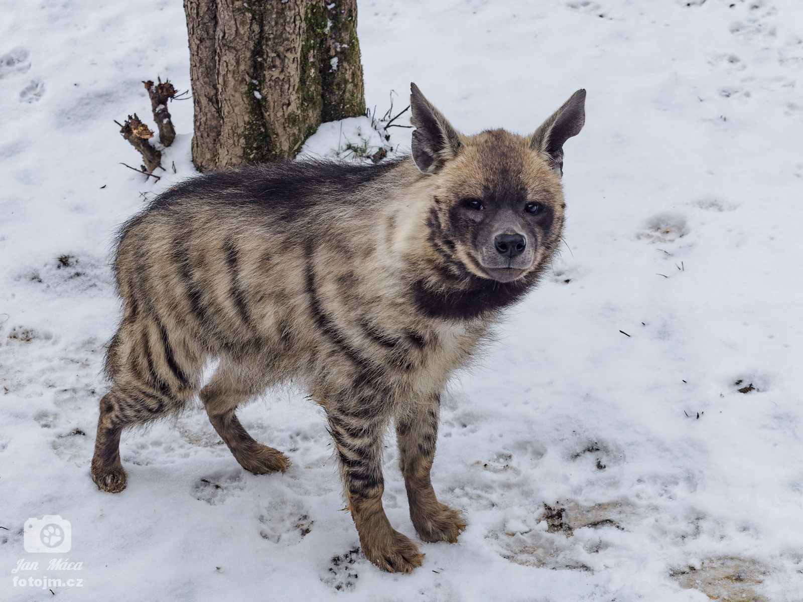 hyena žíhaná
