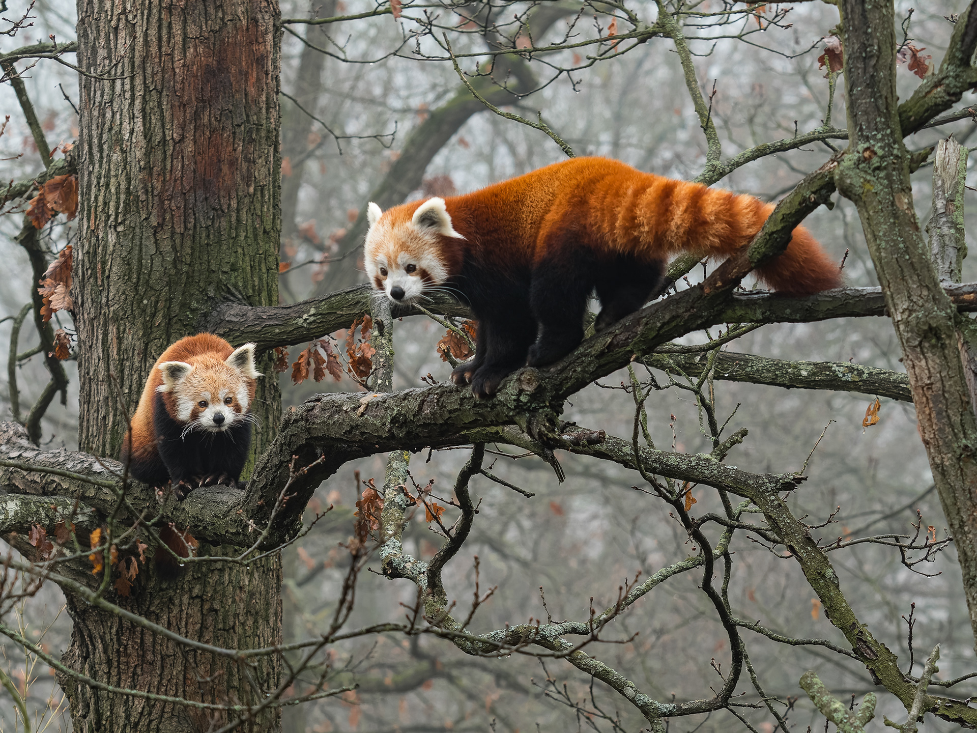 Panda červená