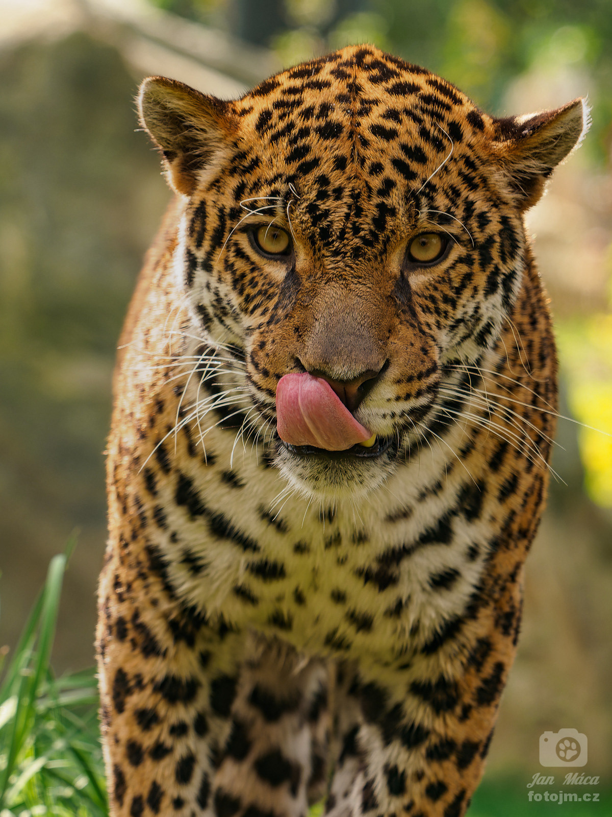 Jaguár americký