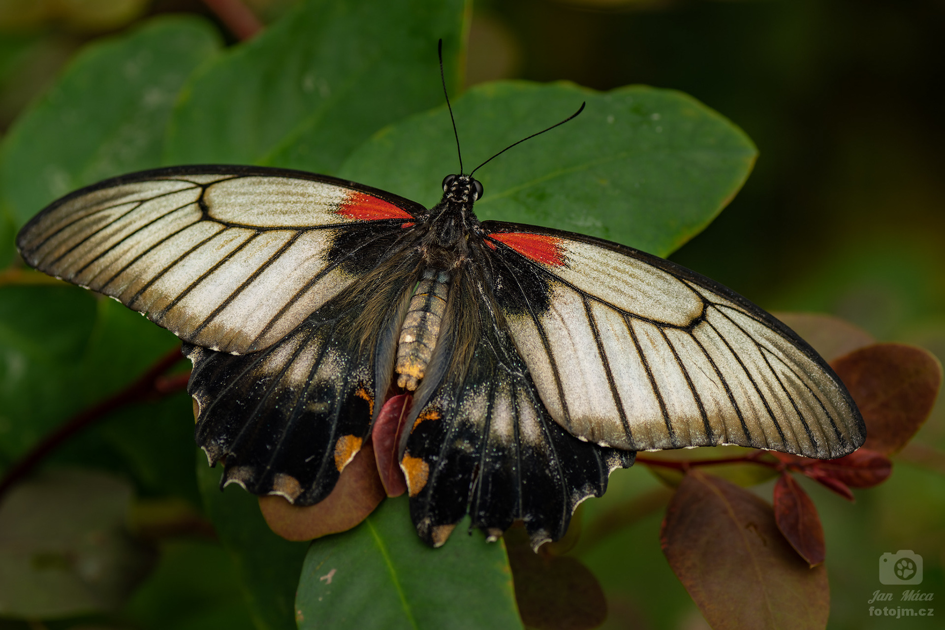 Papilio memnon