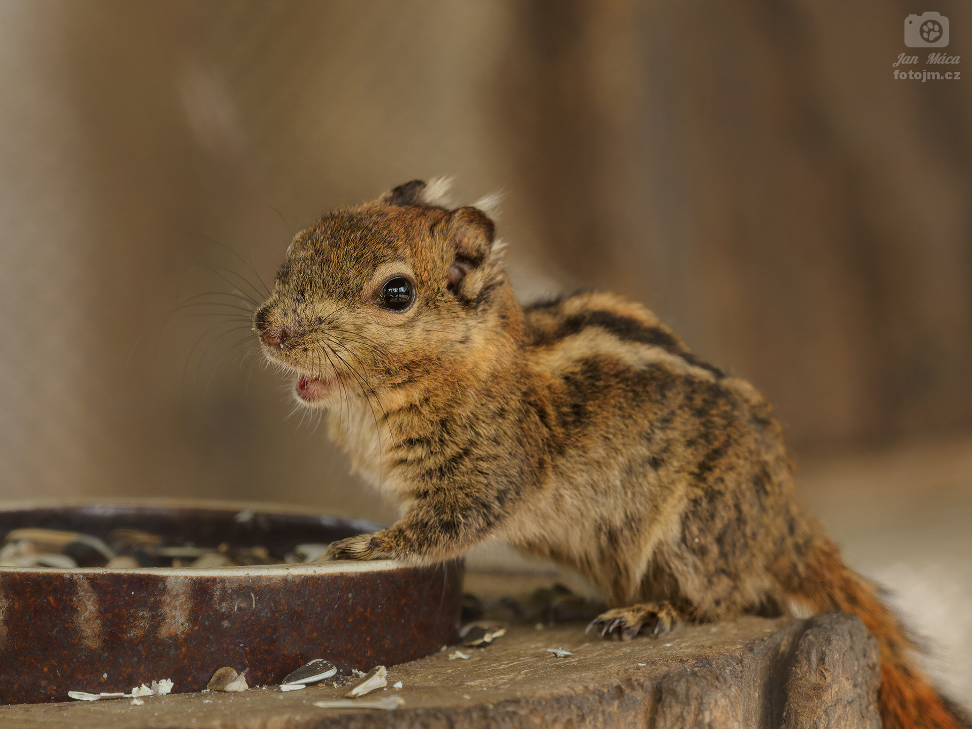 Vveverka šedobřichá