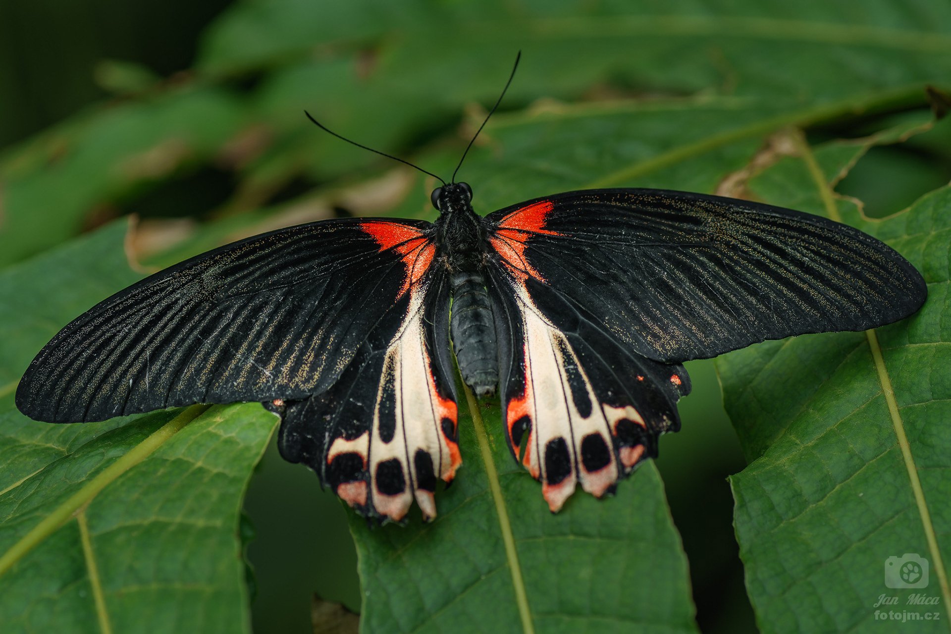 Papilio memnon