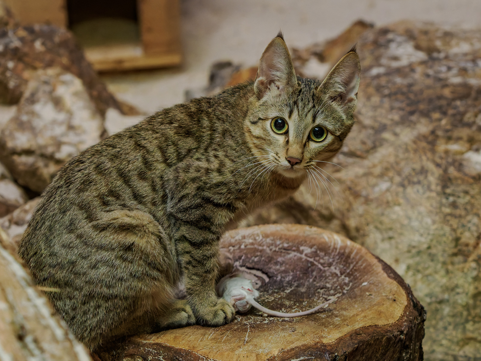 Kočka divoká arabská