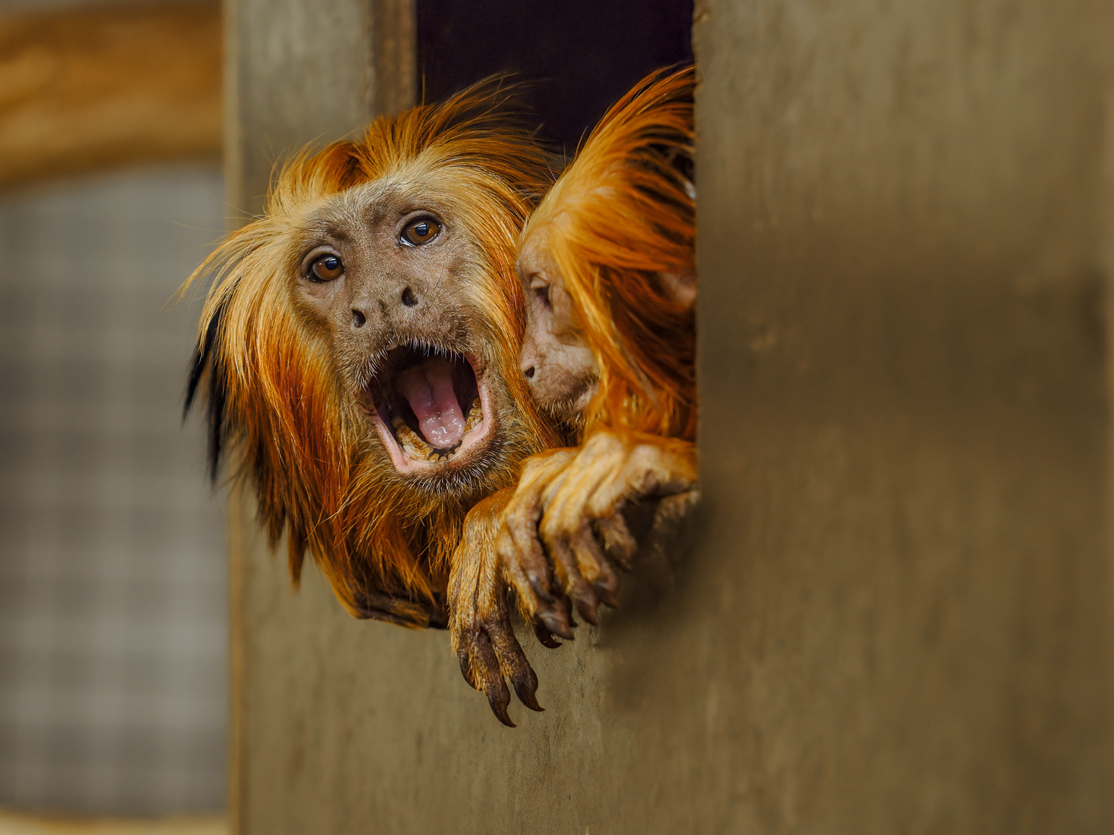 Lvíček zlatohlavý