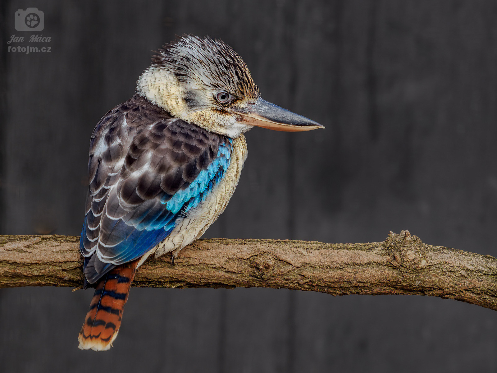 Ledňák modrokřídlý