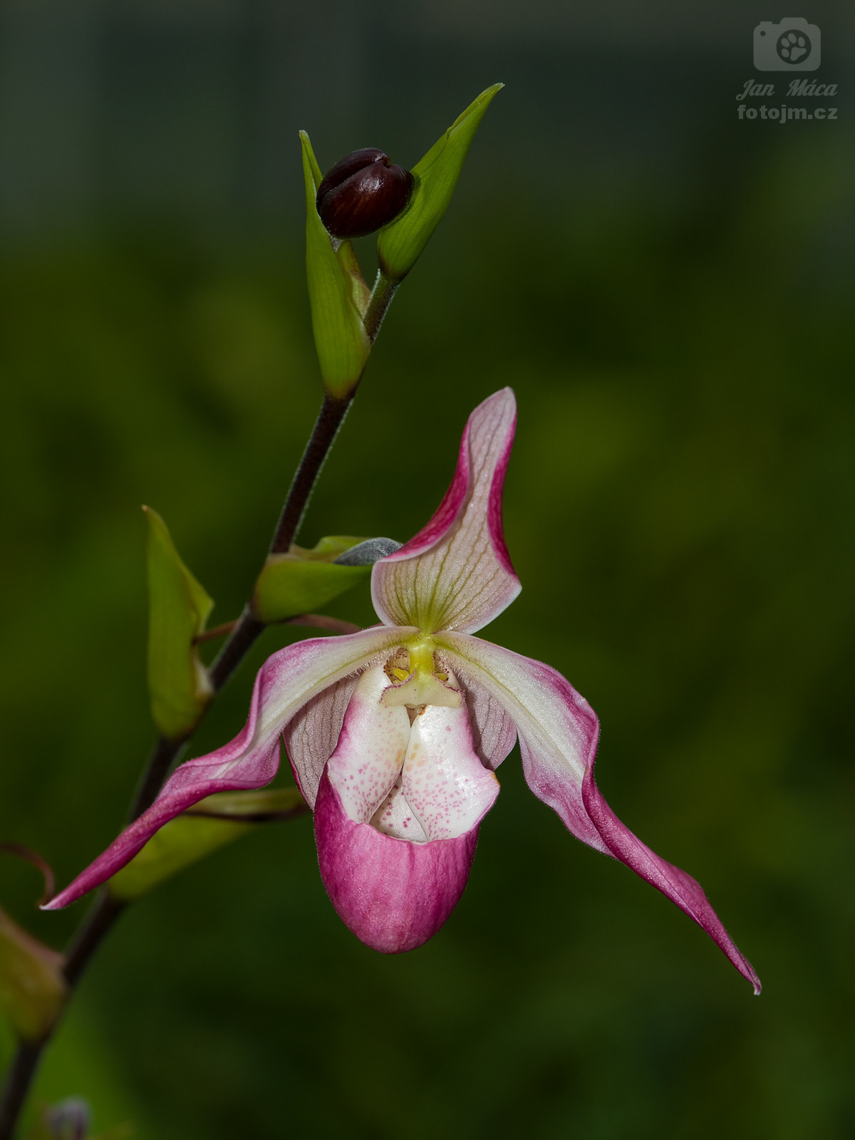 Střevíčník (Cypripedium)