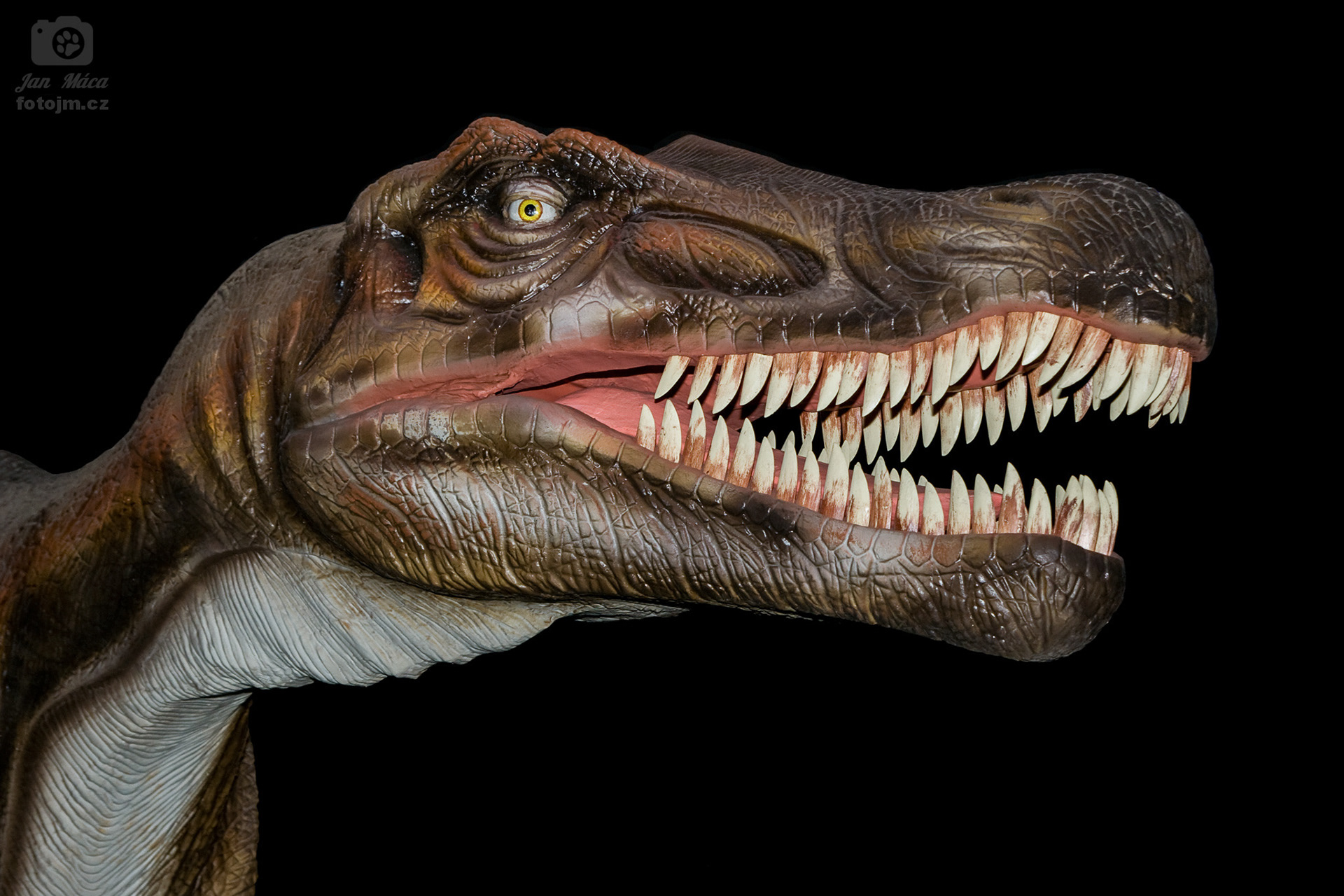 Z výstavy Dinosauři v Olympii