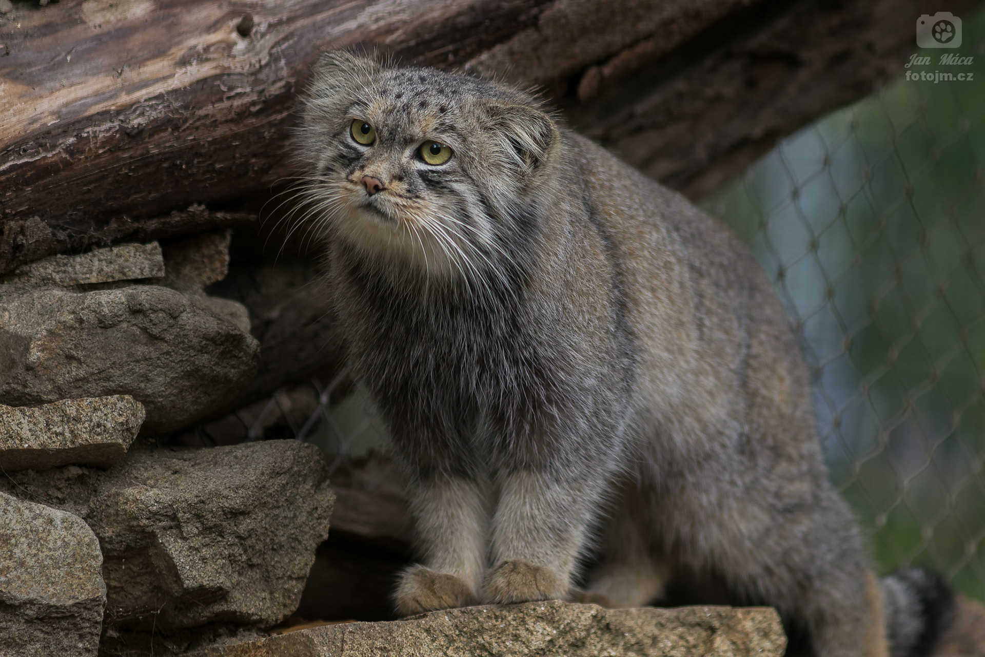 Manul