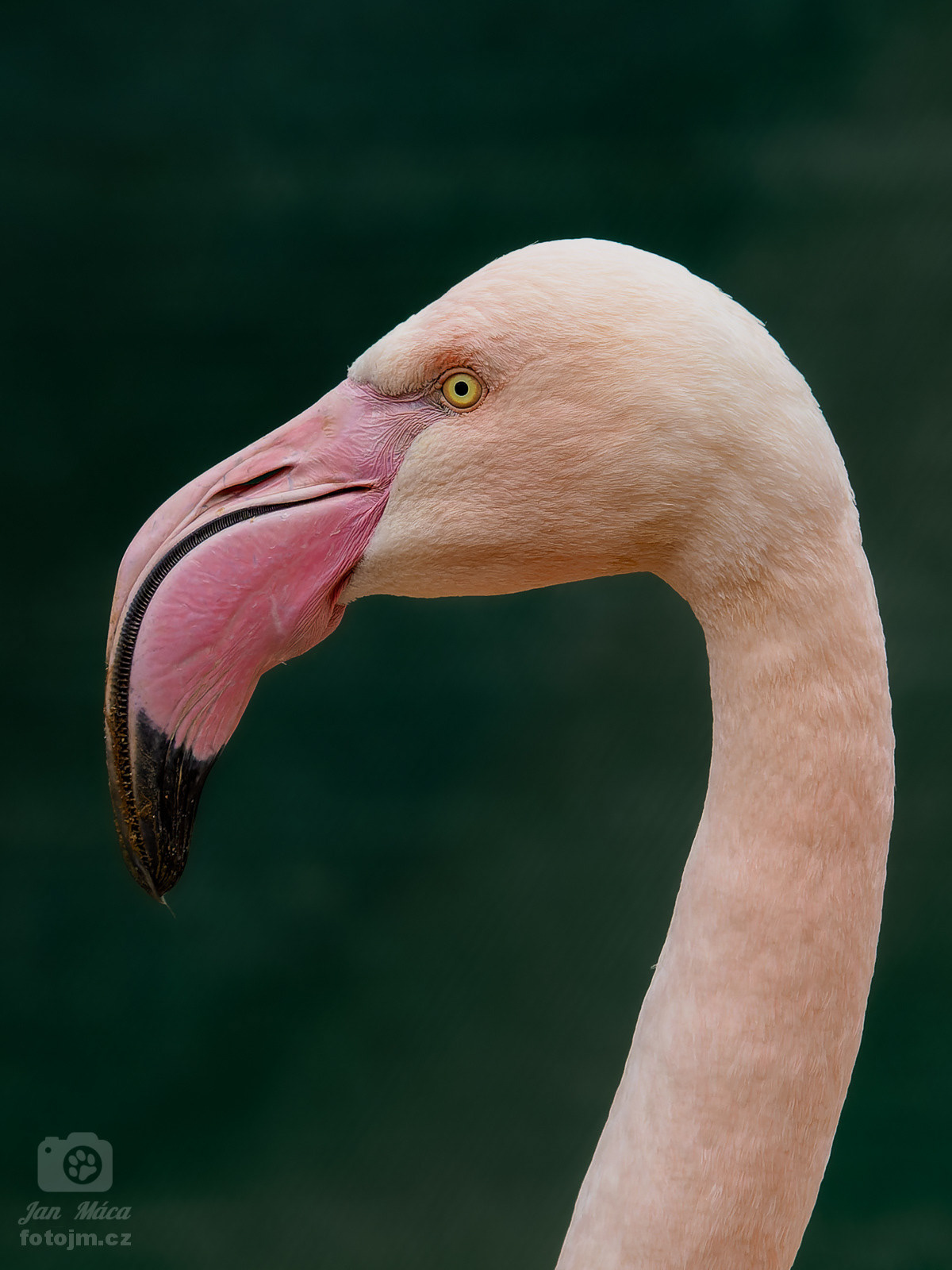 Plameňák růžový