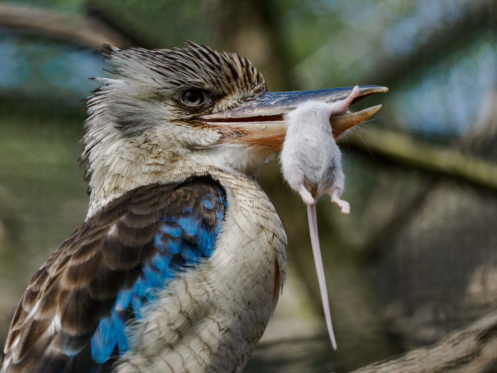 Ledňák modrokřídlý