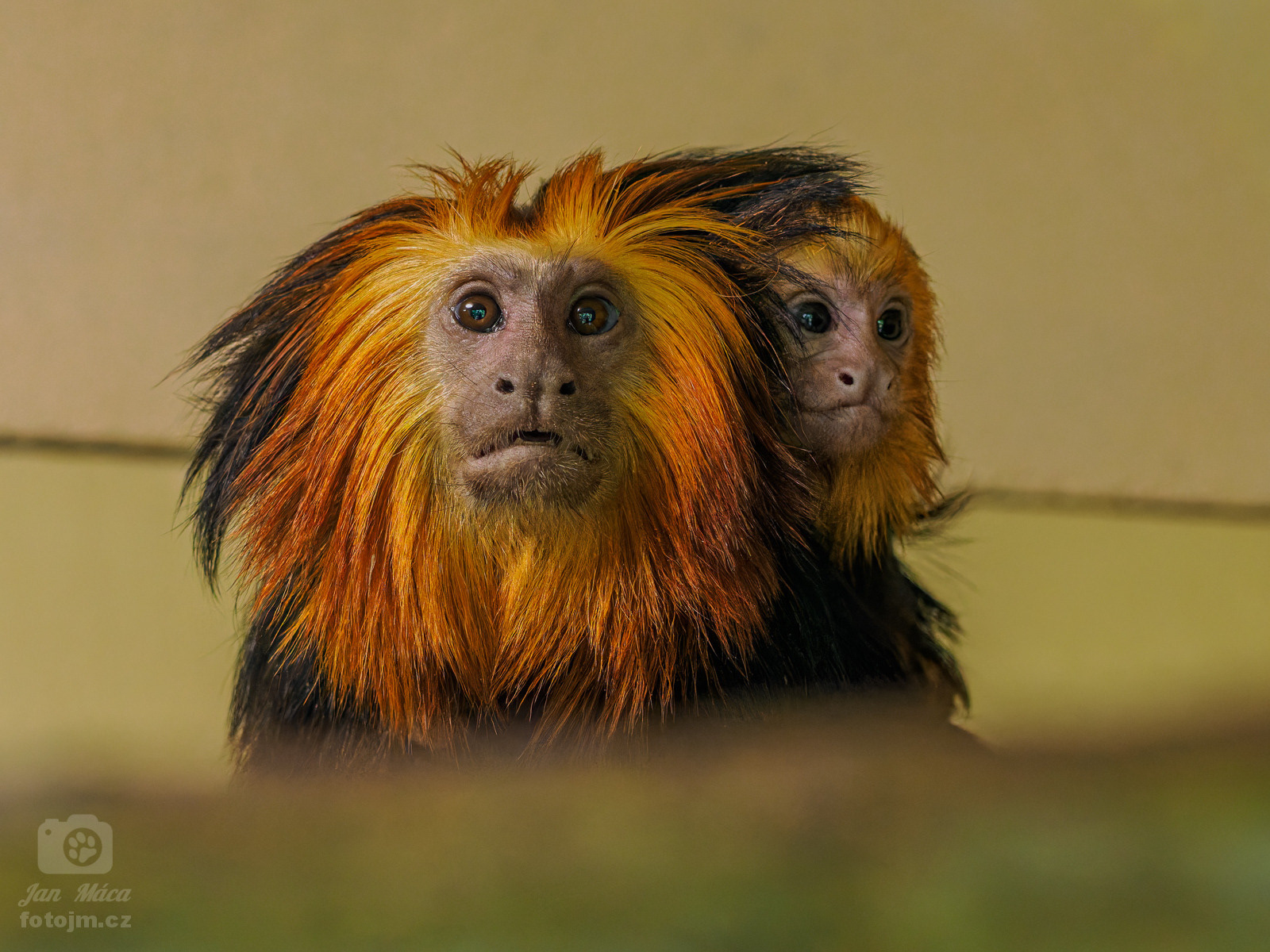 Lvíček zlatohlavý