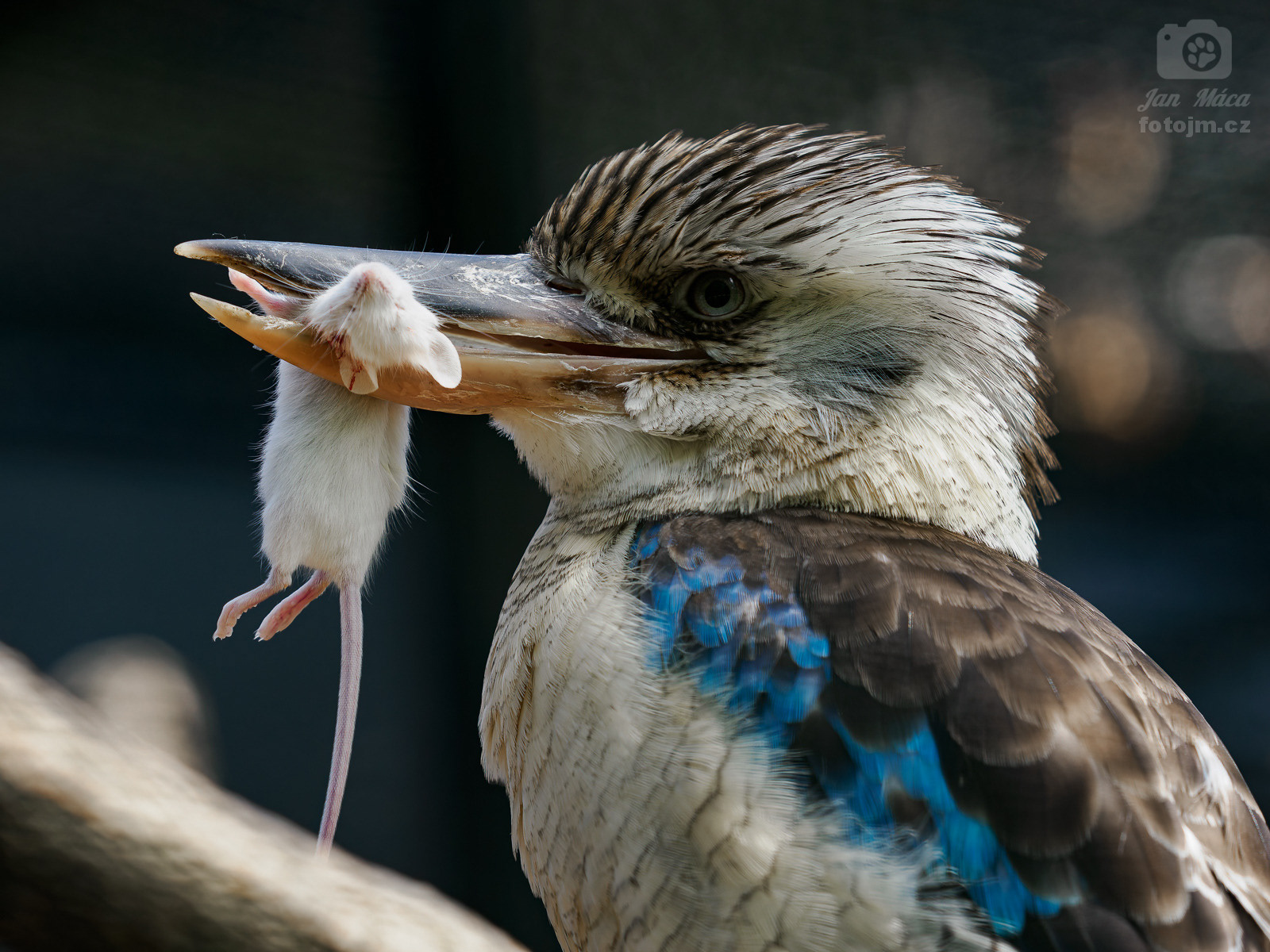Ledňák modrokřídlý