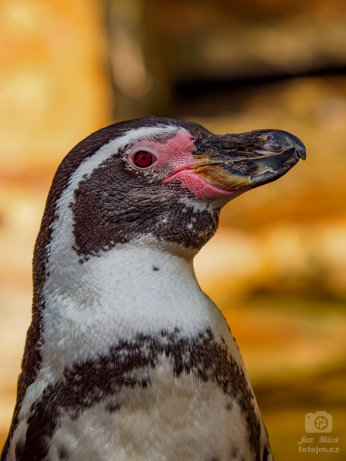 Tučňák Humbodtův