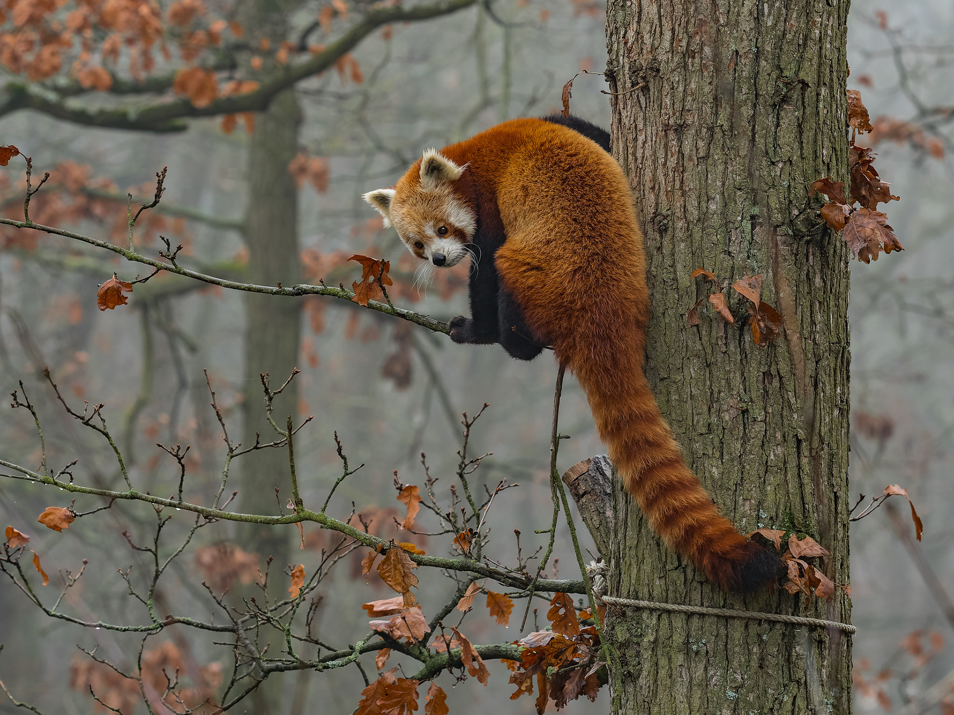 Panda červená