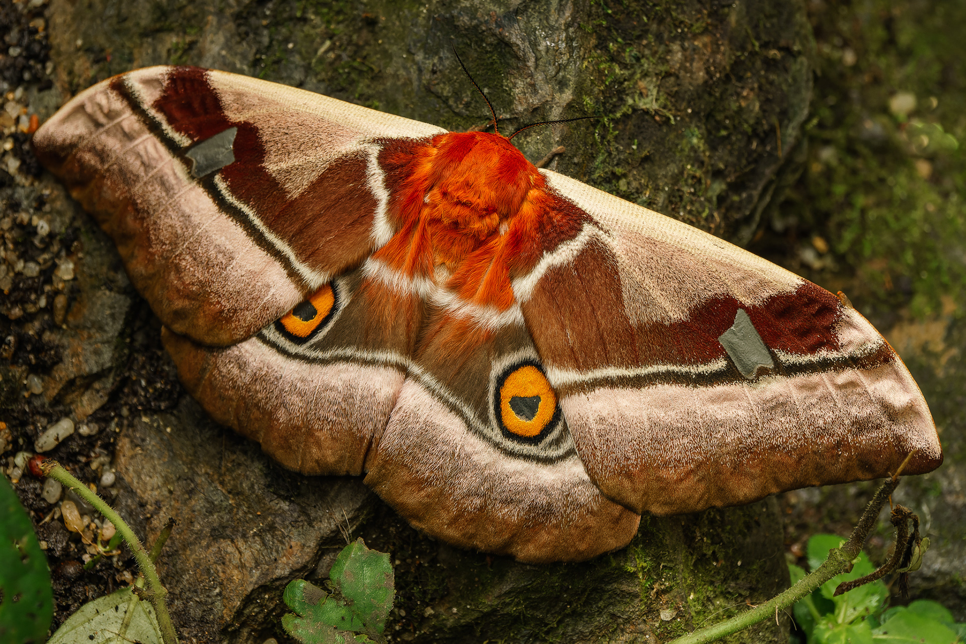 Bunaea alcinoe