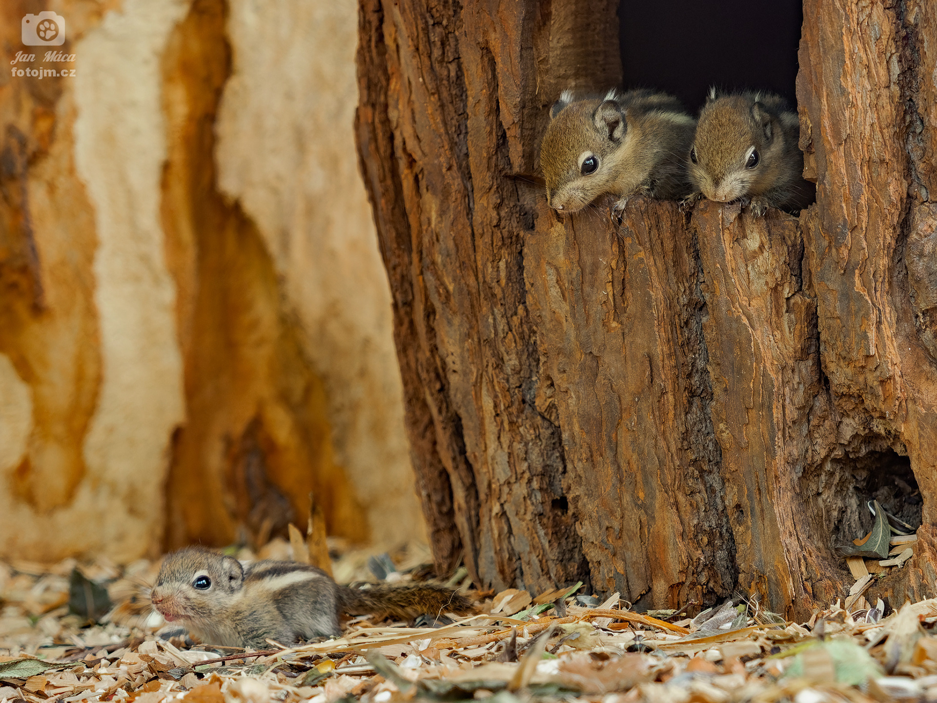 Vveverka šedobřichá