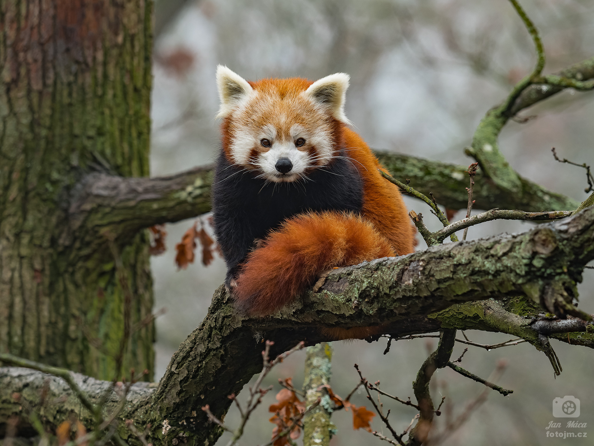 Panda červená
