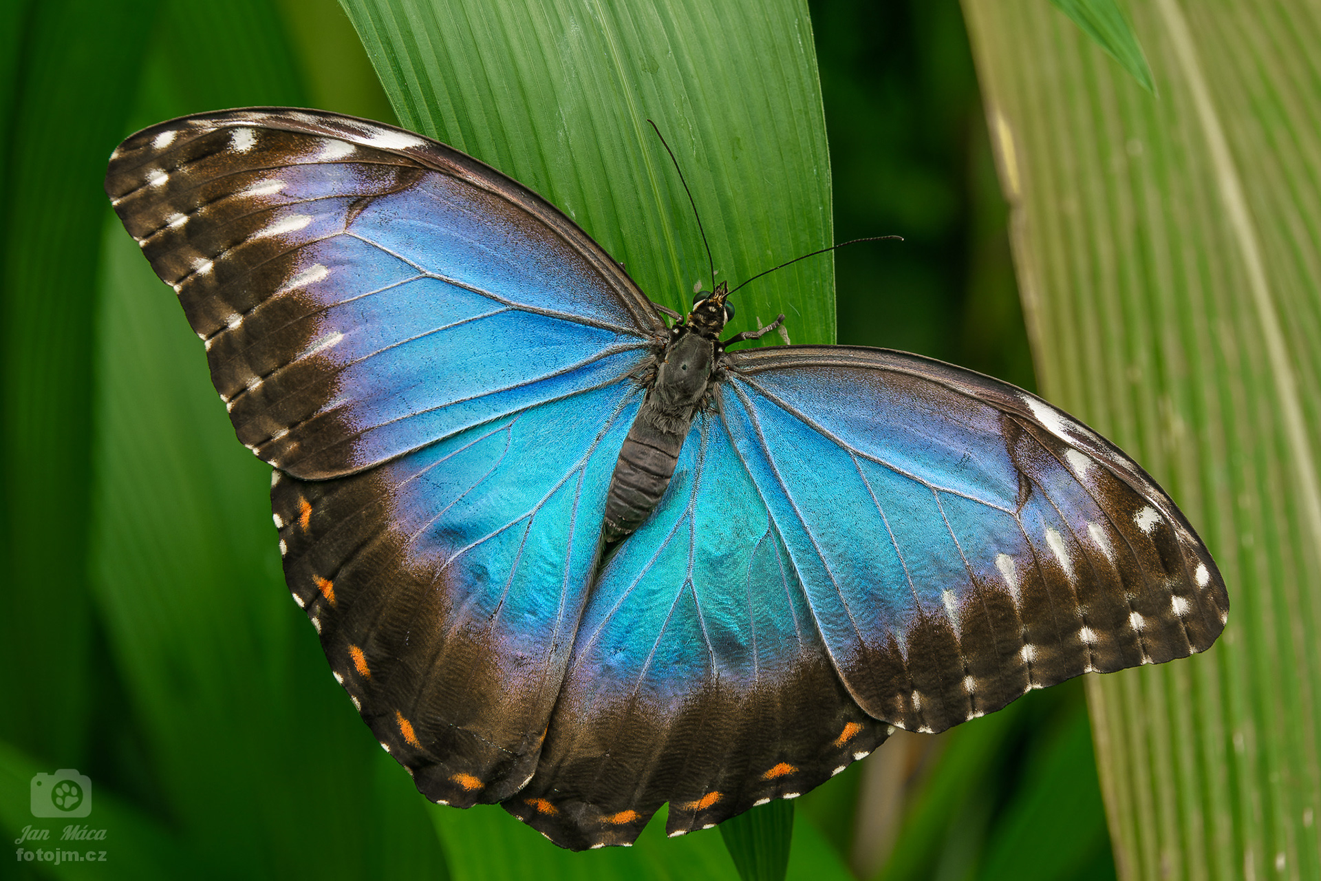 Morpho peleides