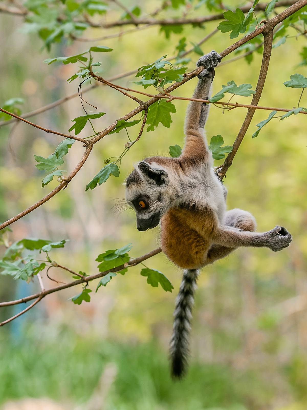 Lemur kata