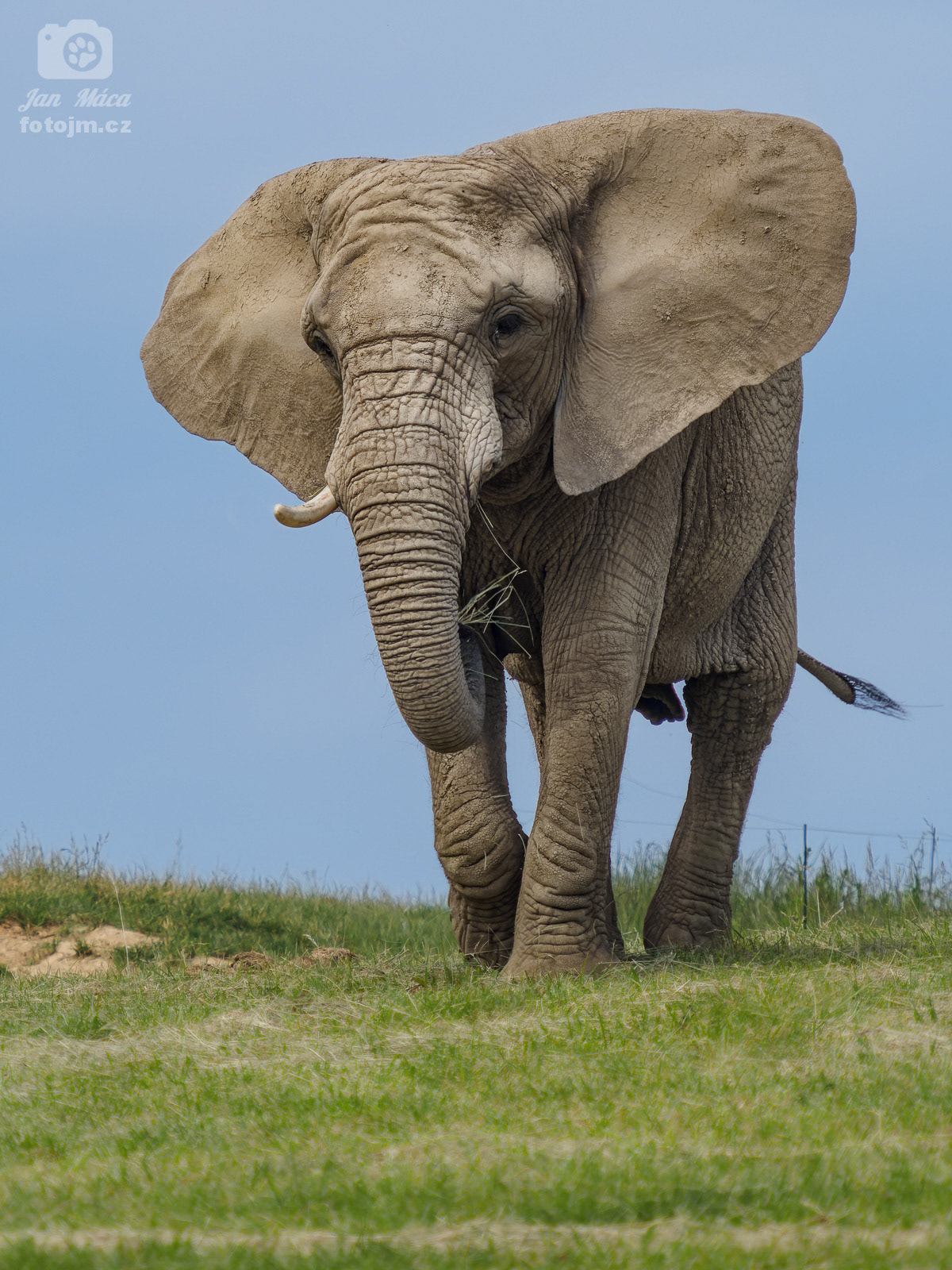 Slon africký