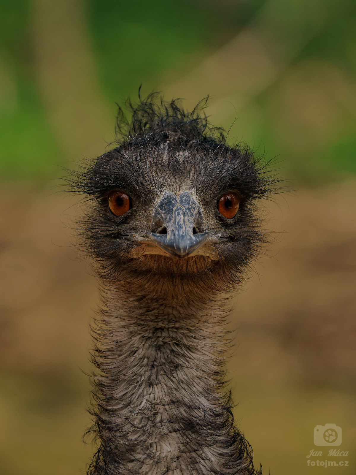 Emu hnědý