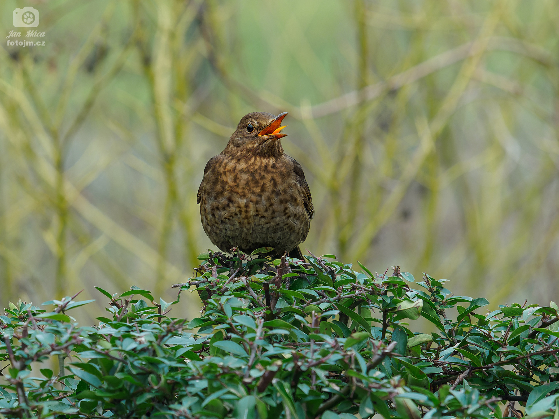 Kos černý - samice