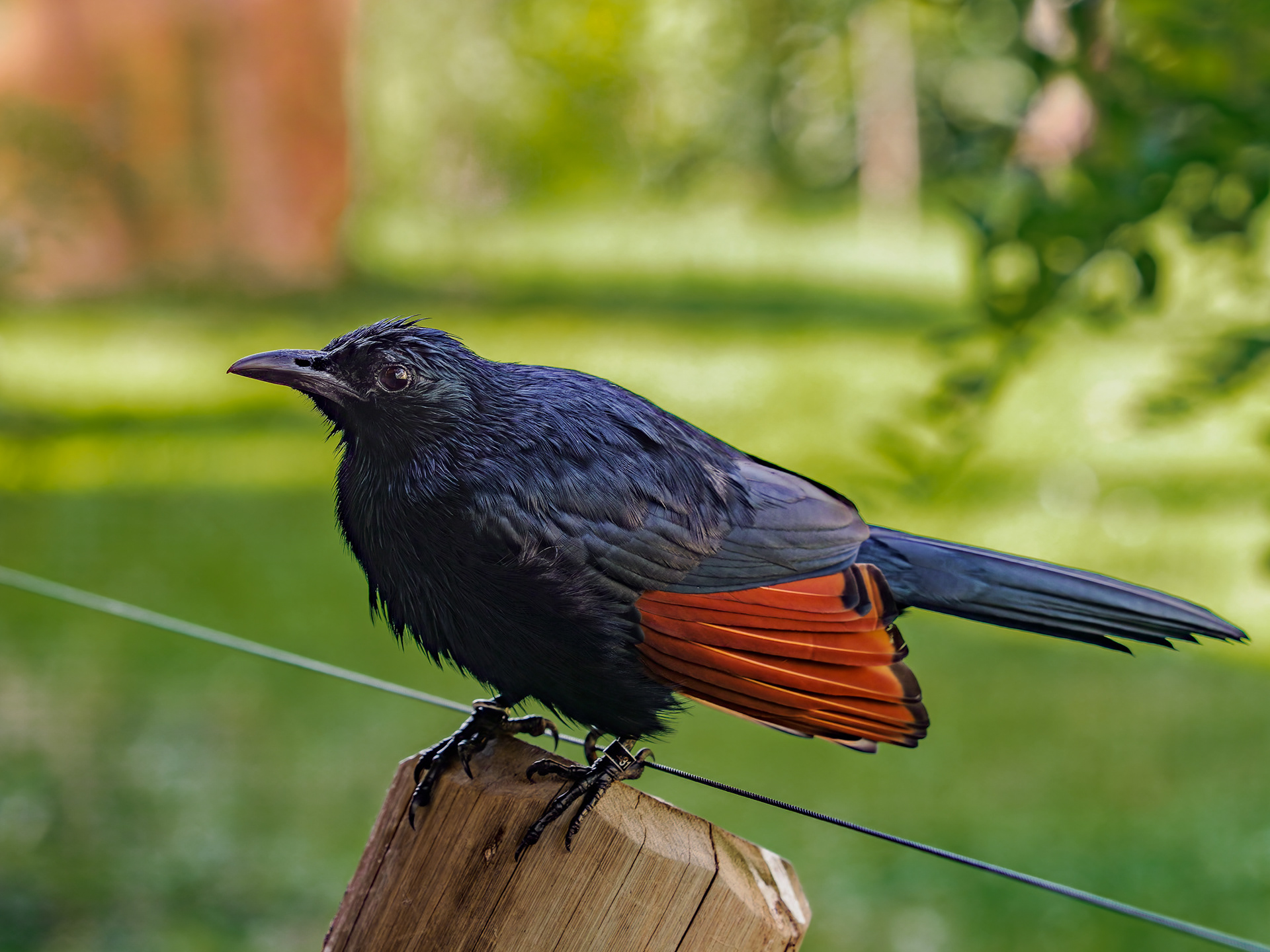 Špaček rudokřídlý
