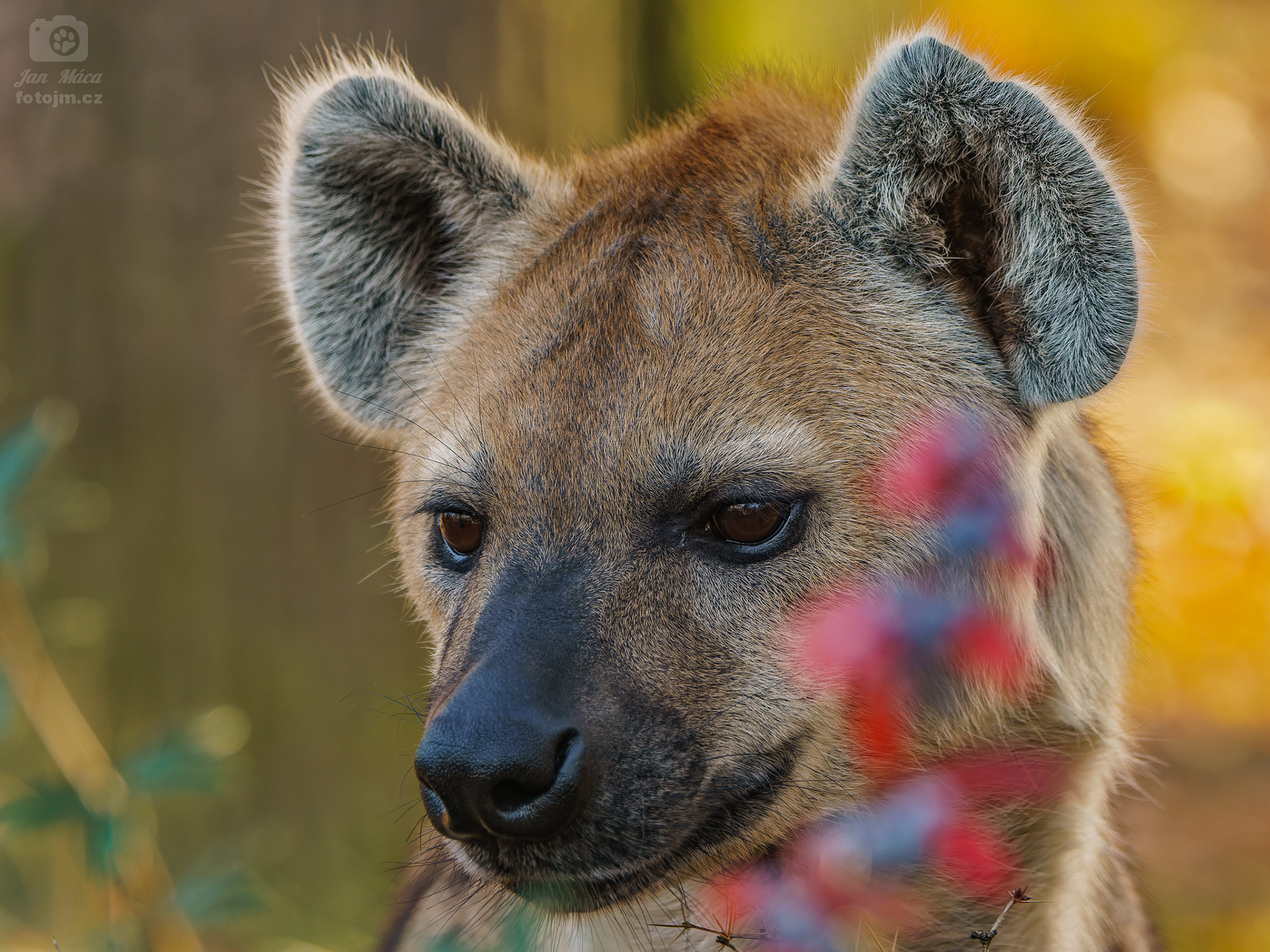 Hyena skvrnitá