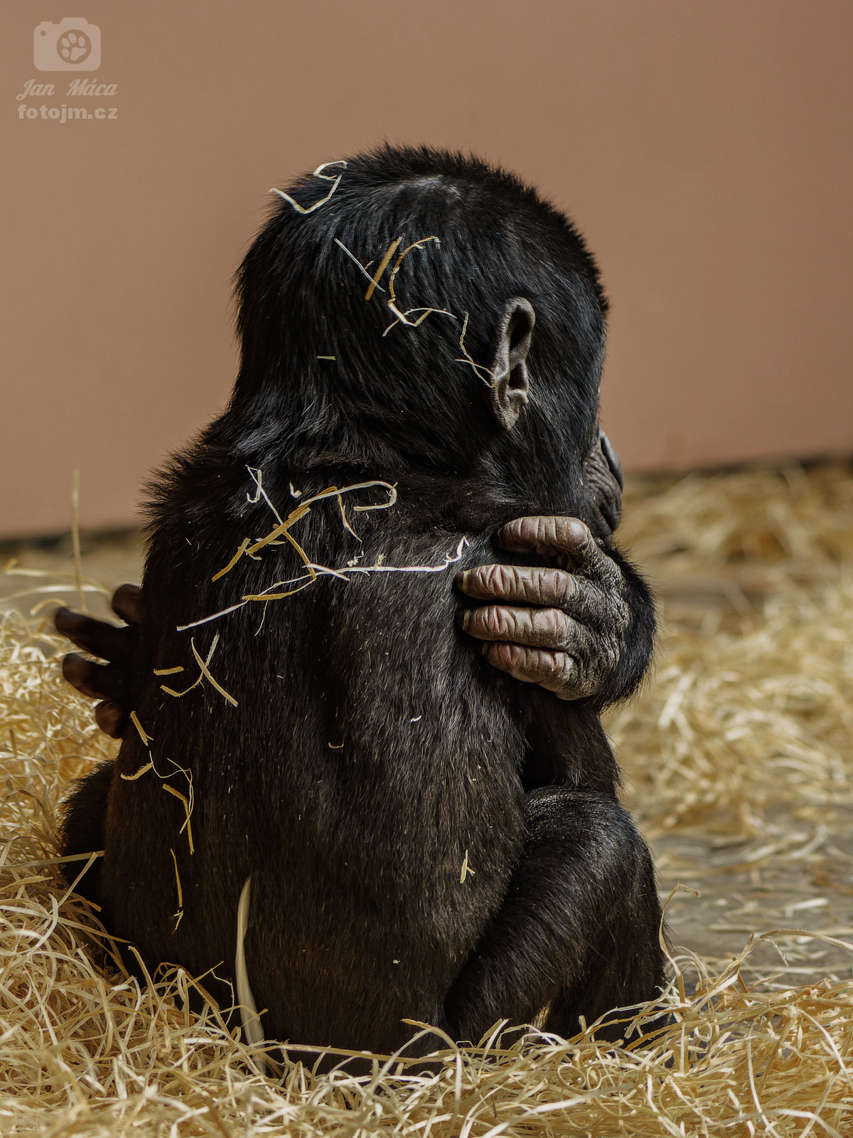 Gorila nížinná - Ajabu