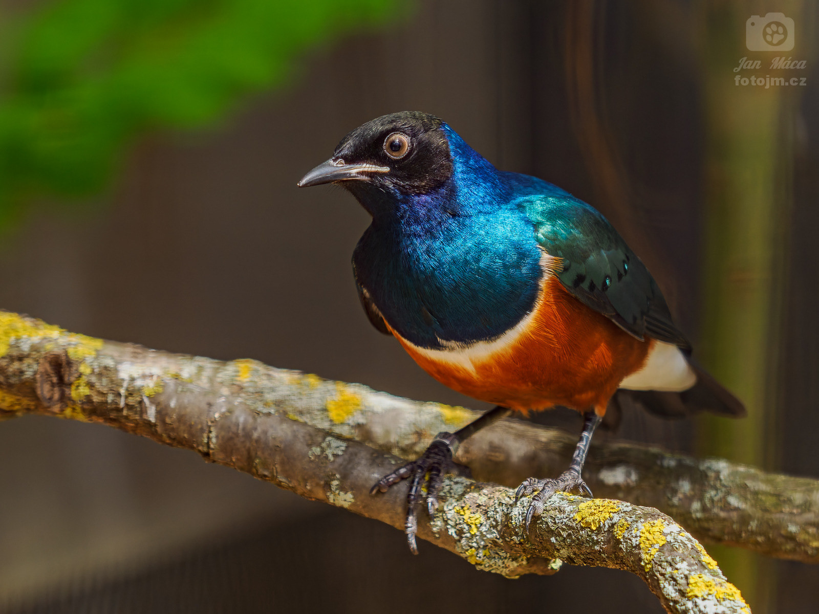 Leskoptev nádherná