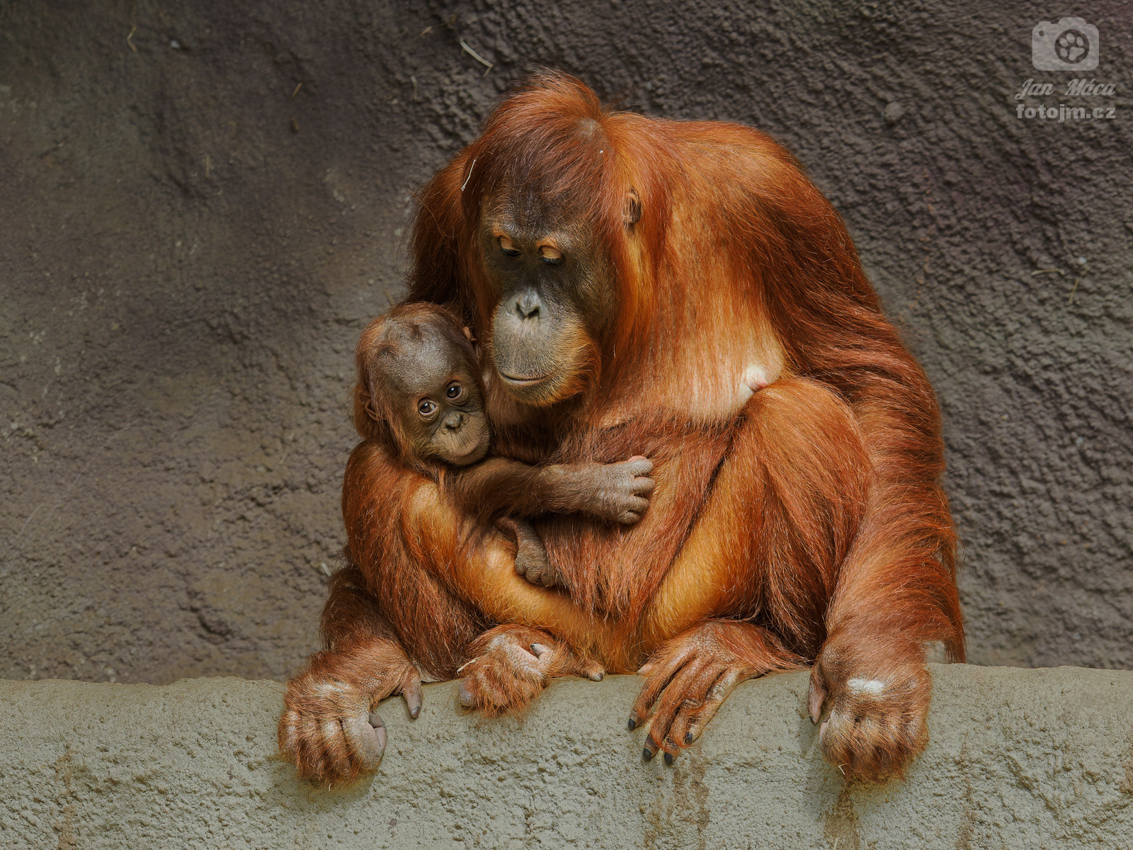 Orangutan sumaterský