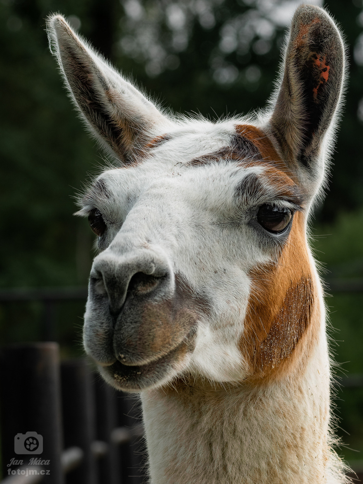 Lama krotká