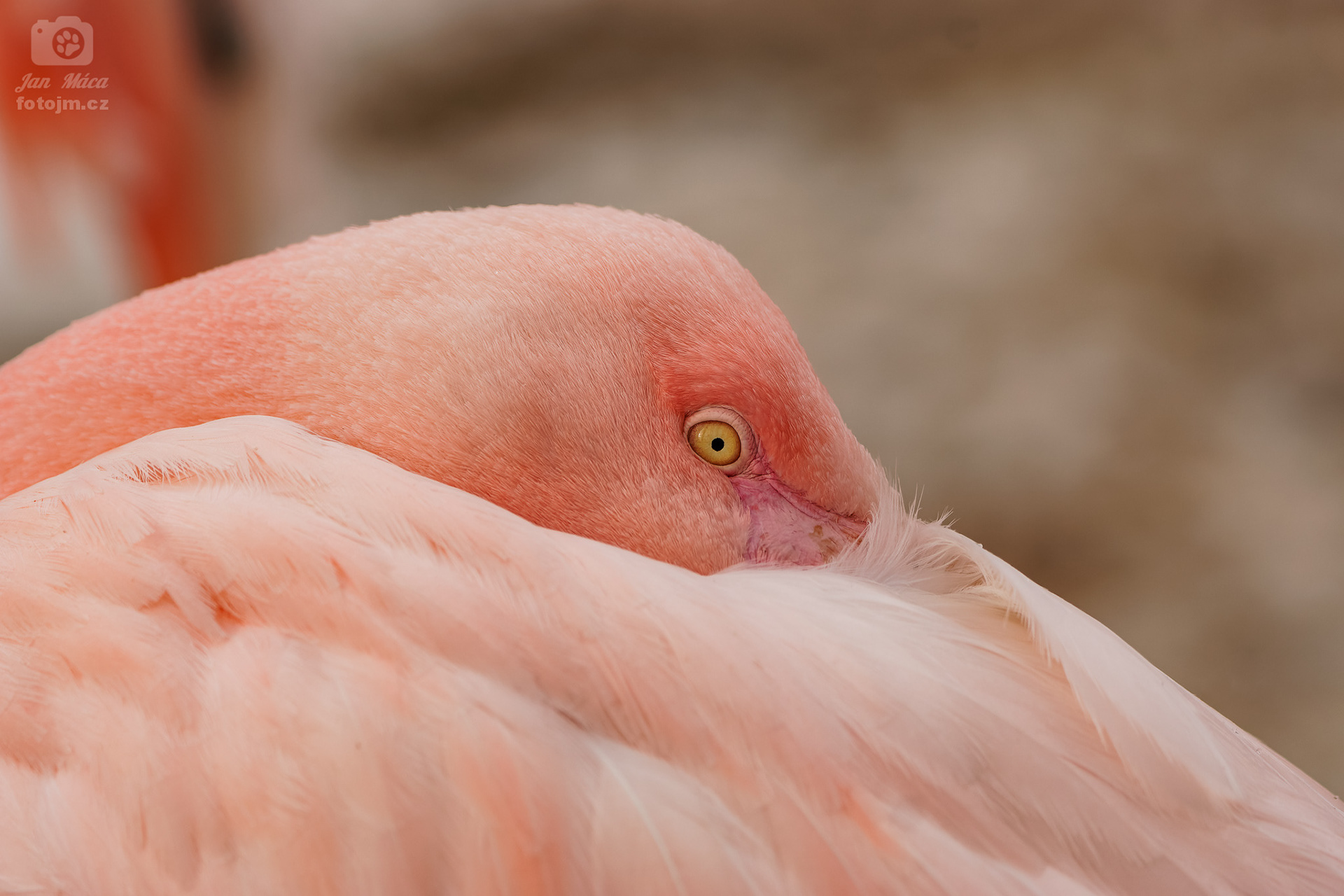 Plameňák růžový