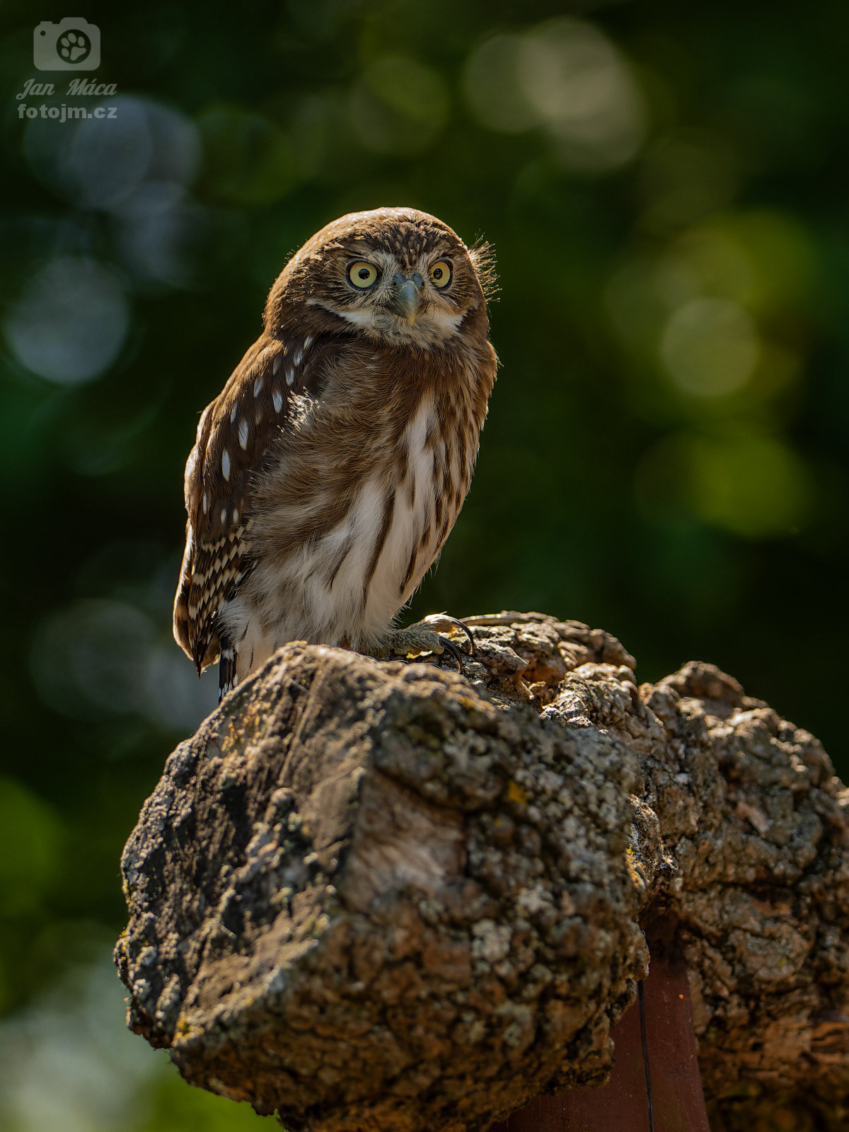 Kulíšek brazilský