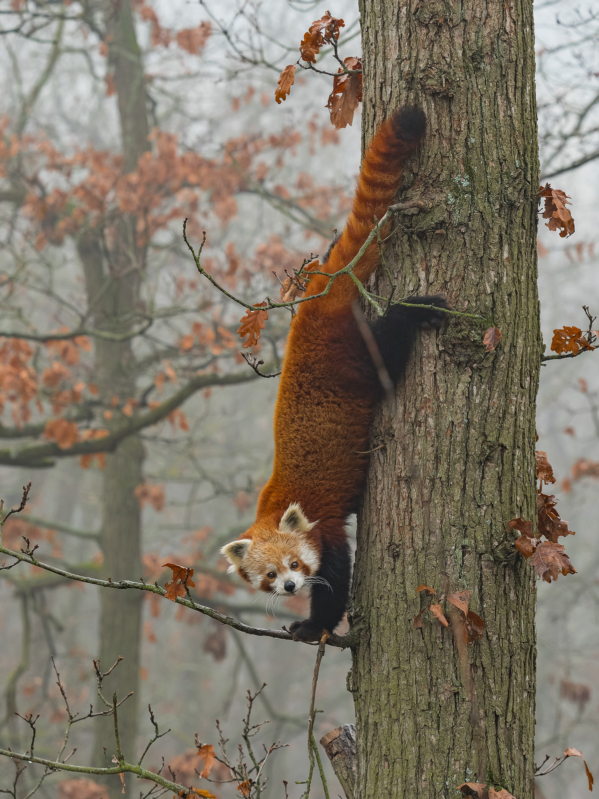 Panda červená