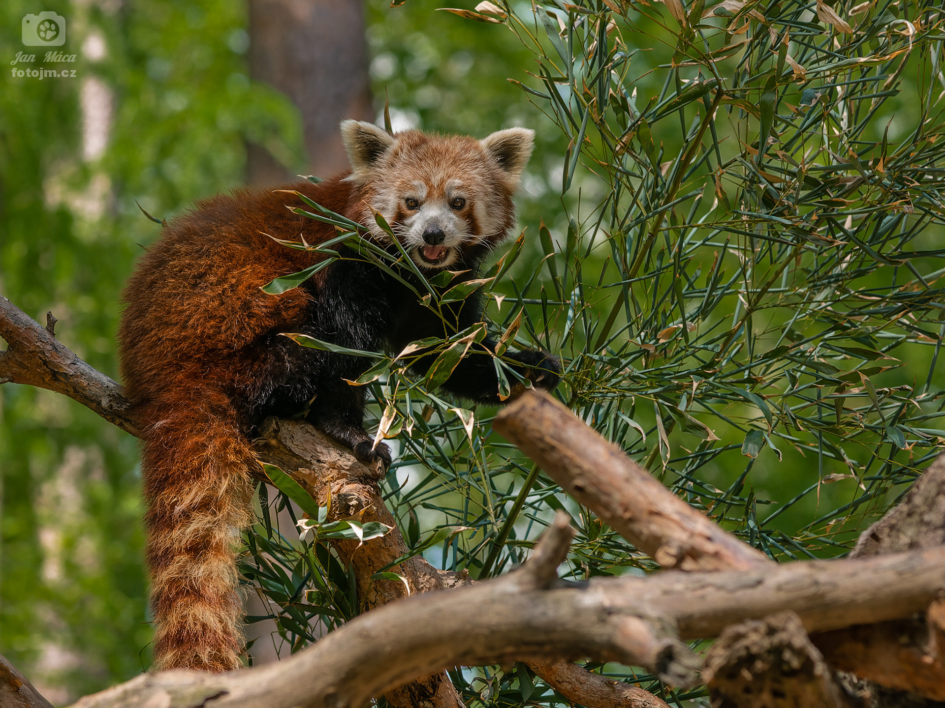Panda červená