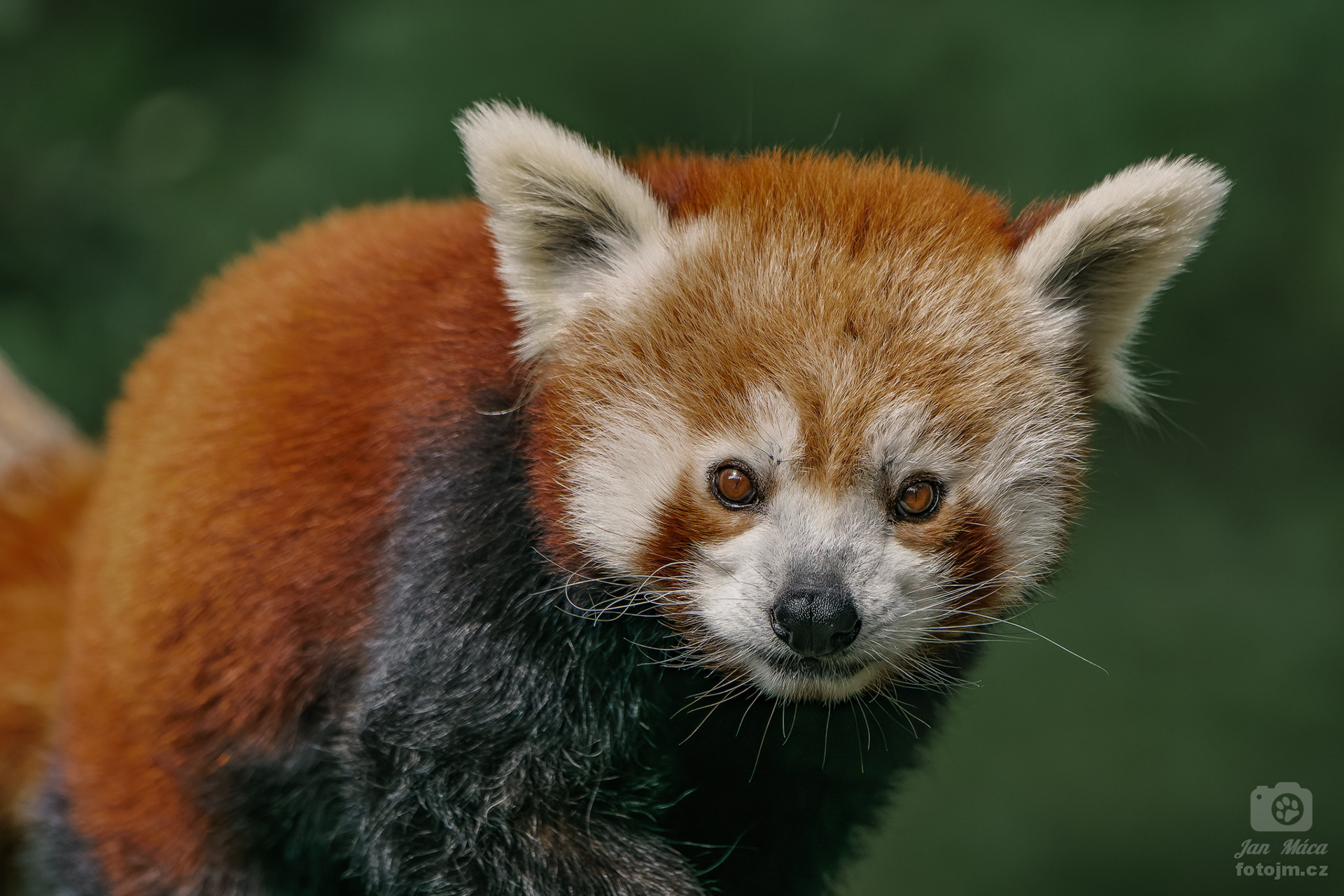 Panda červená
