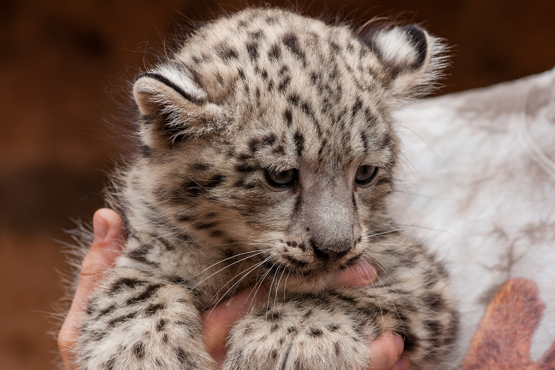 Irbis - křest mláďat