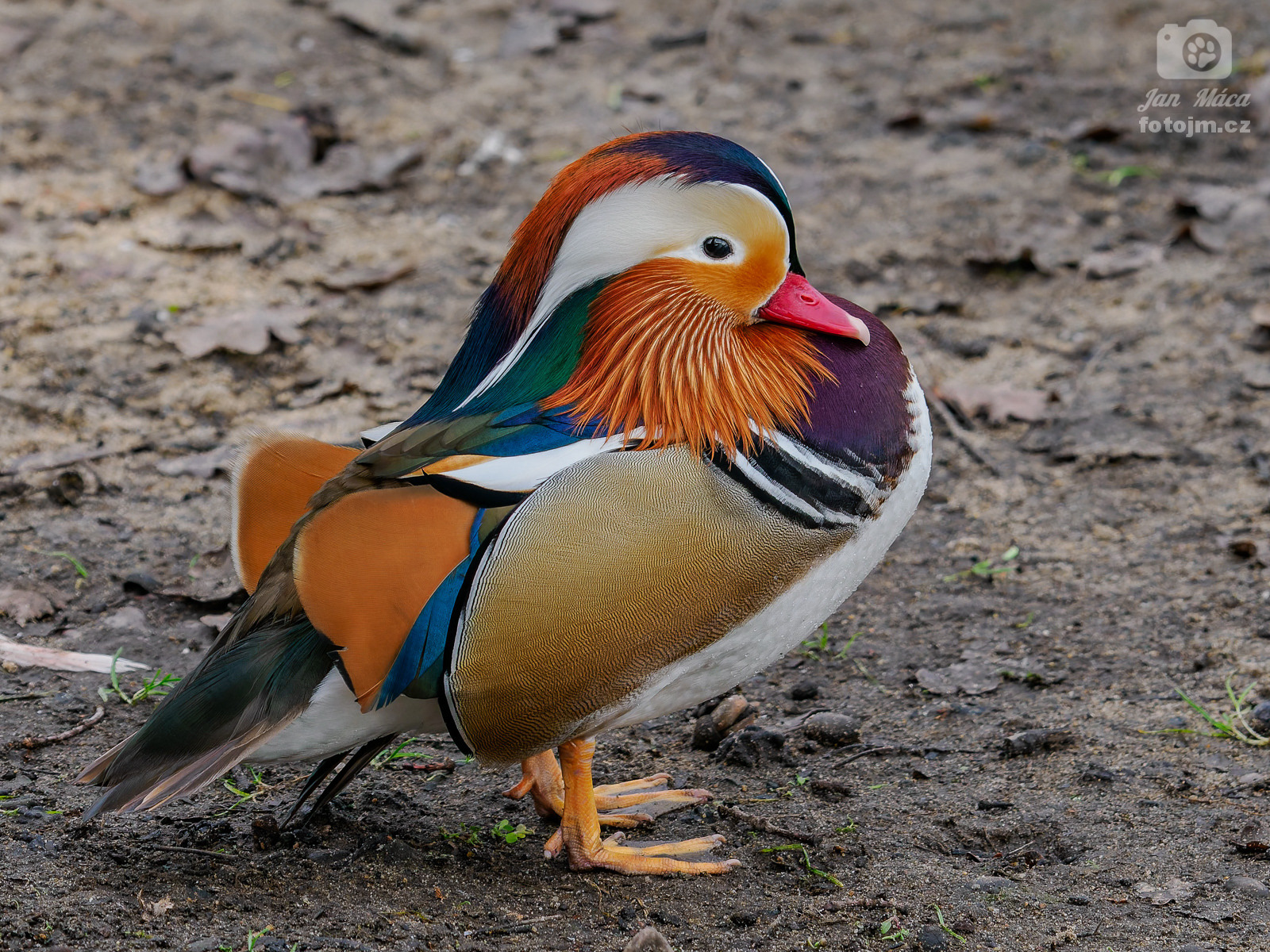 Kachnička mandarínská