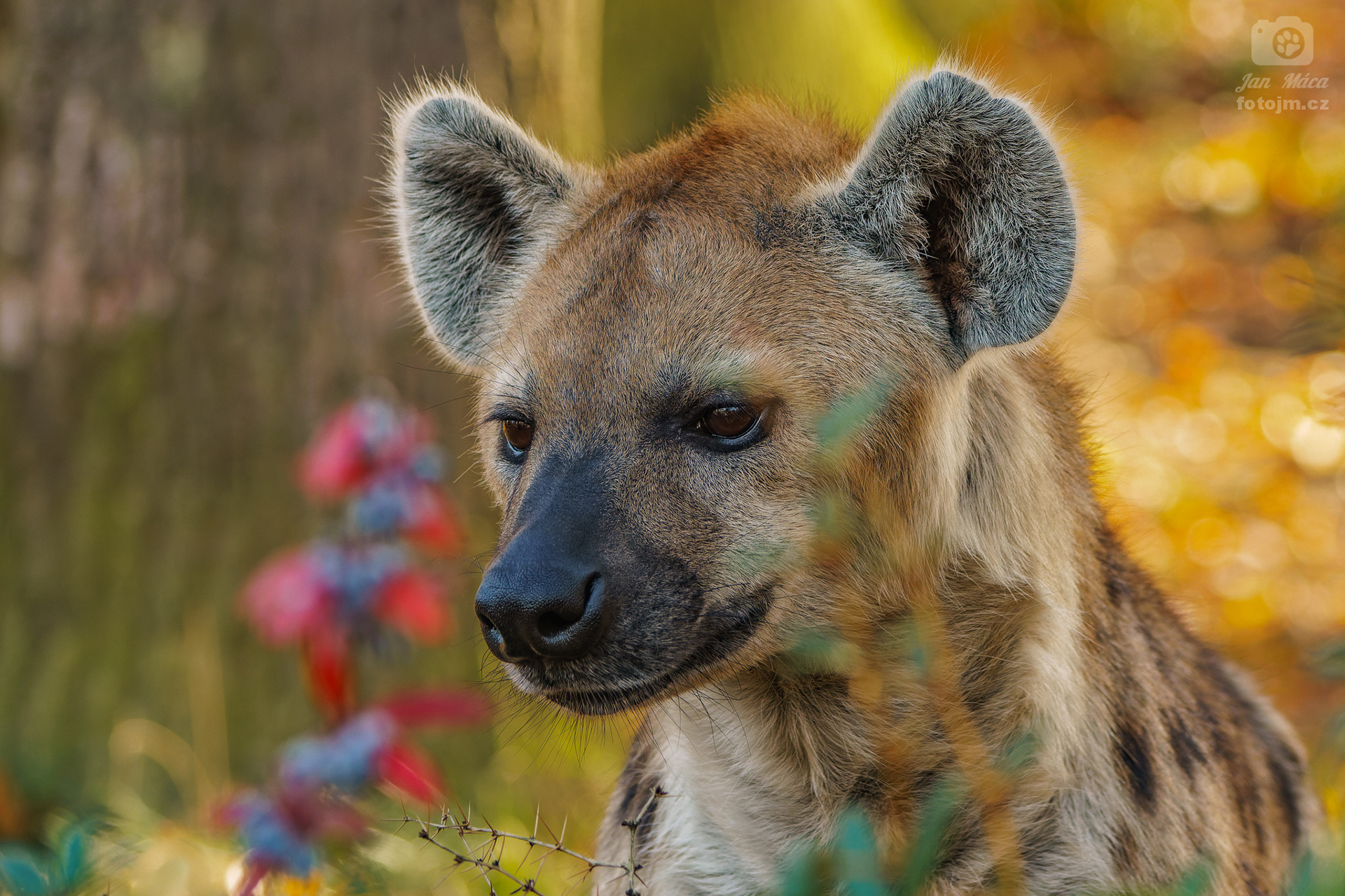 Hyena skvrnitá
