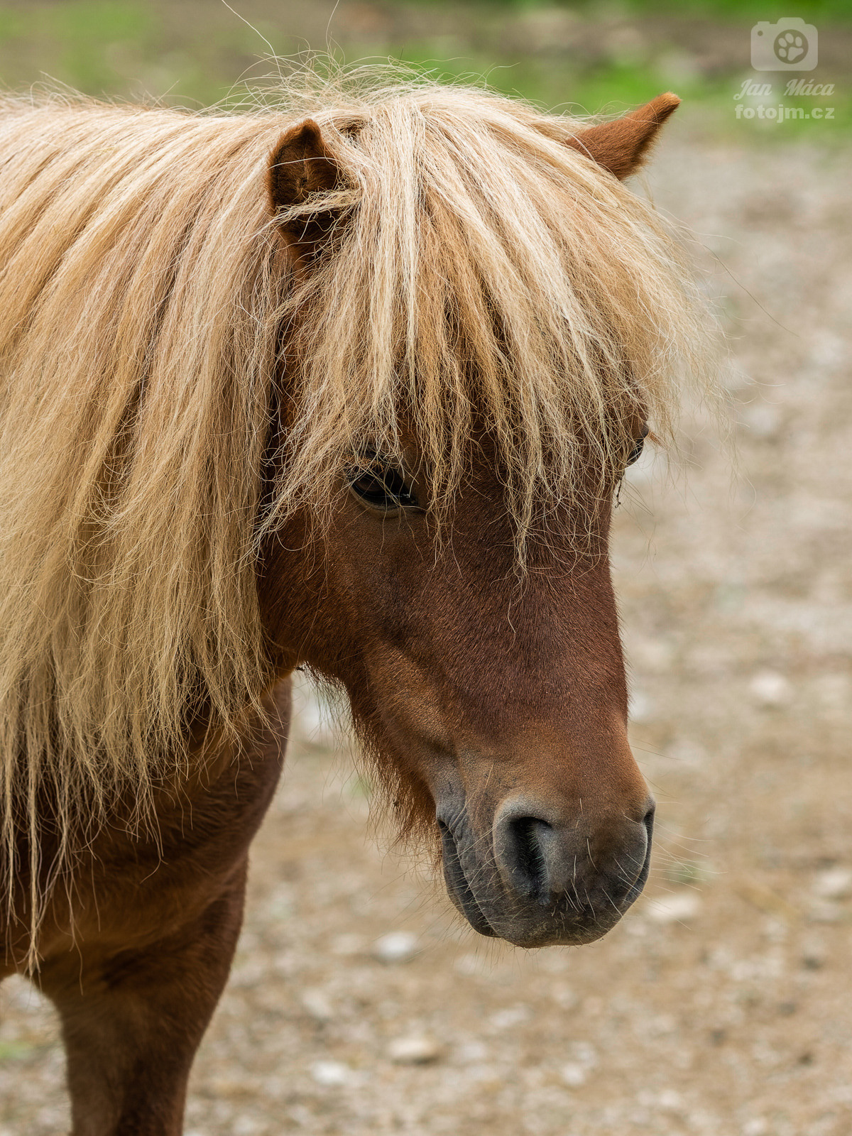 Pony