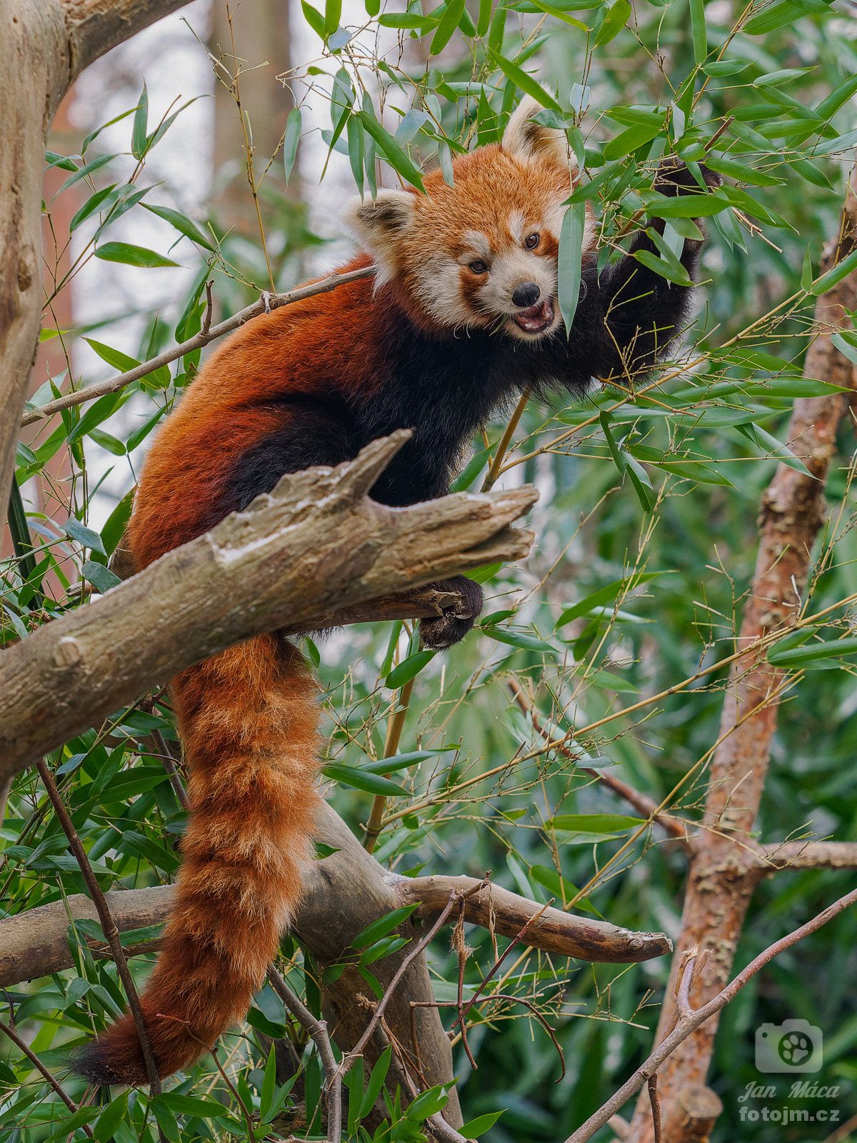 Panda červená