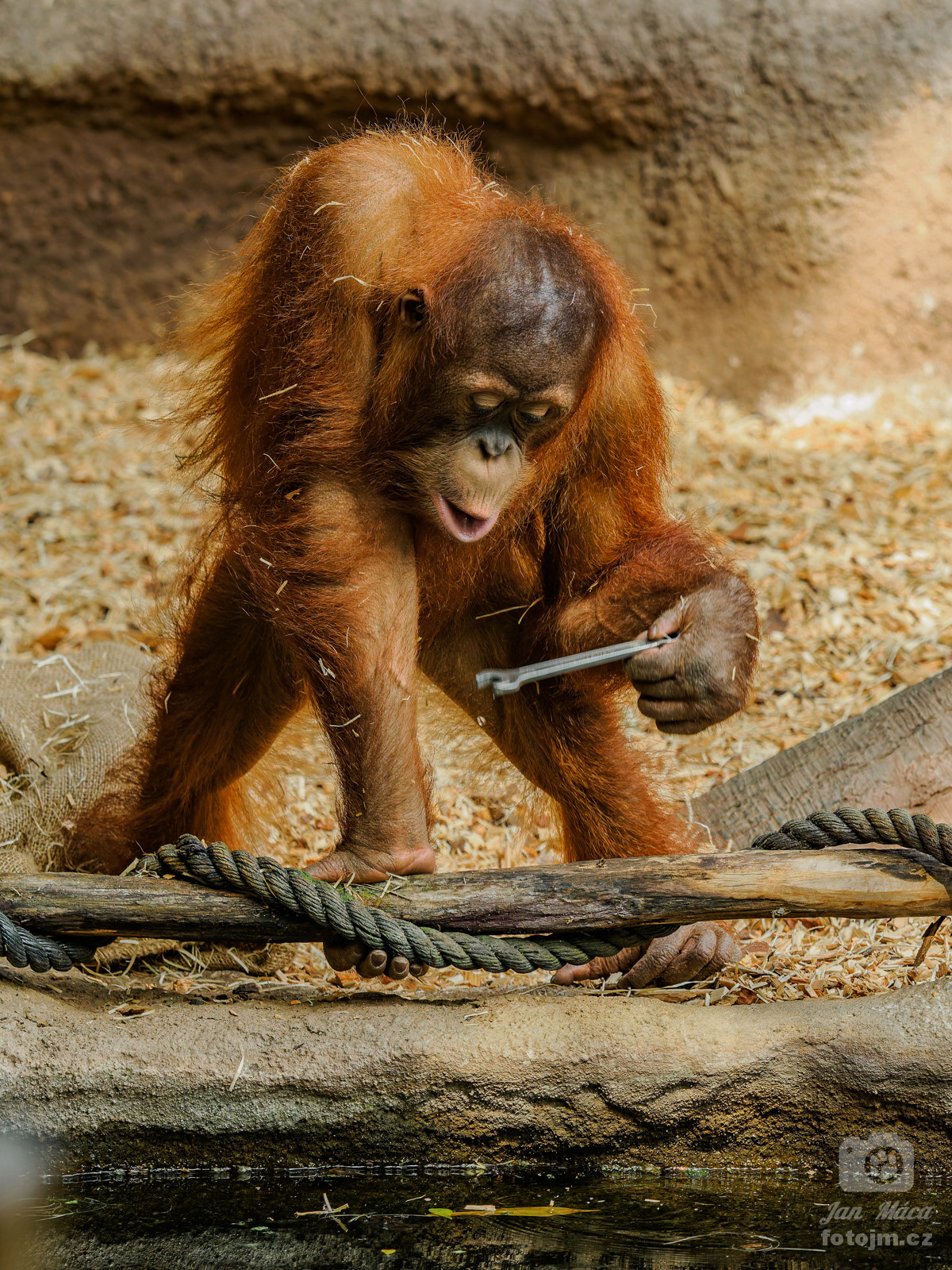 Orangutan sumaterský