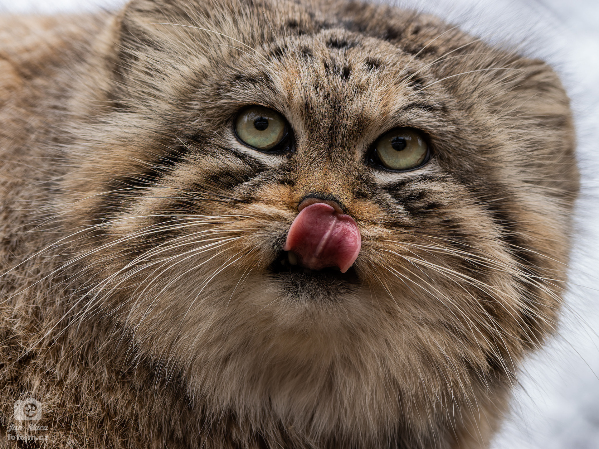 Manul