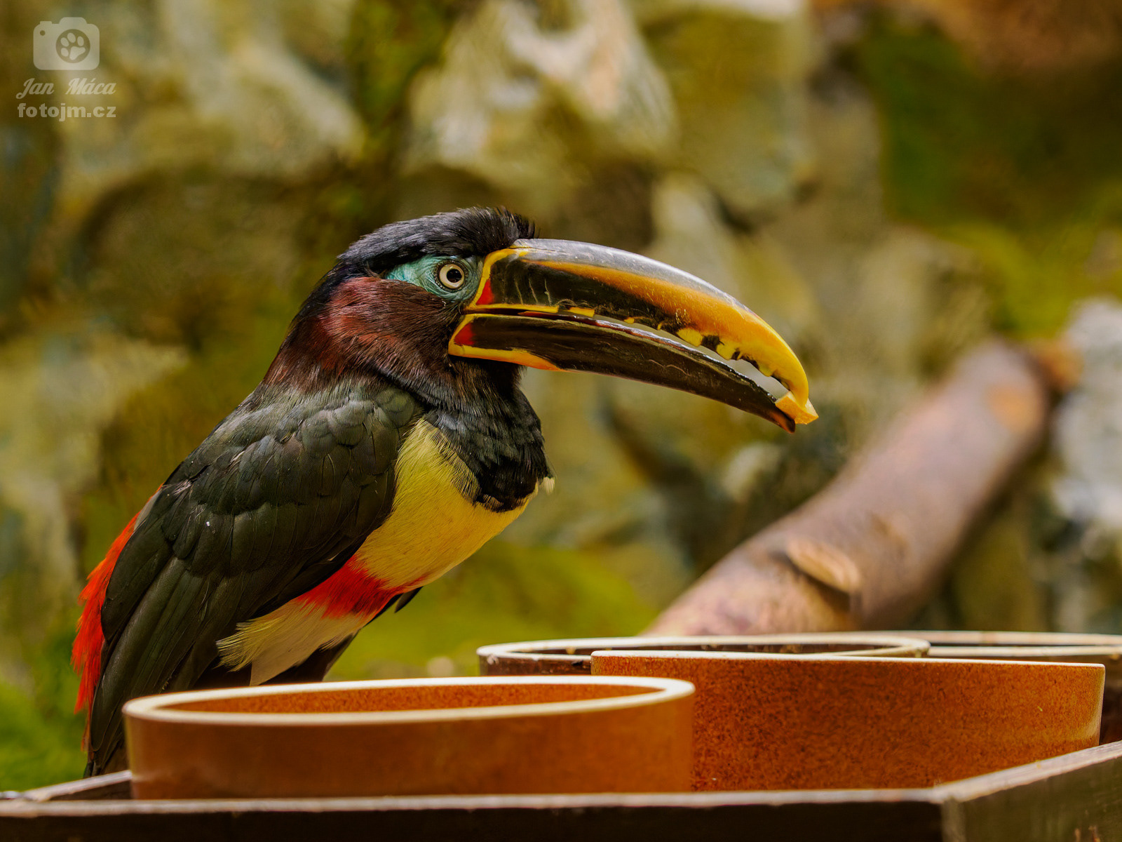 Arassari hnědouchý