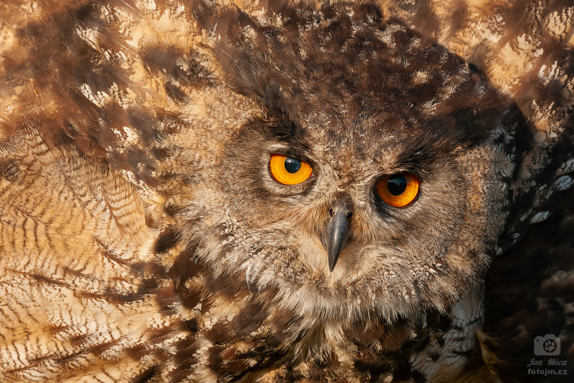 Výr velký - drobátko nasraný