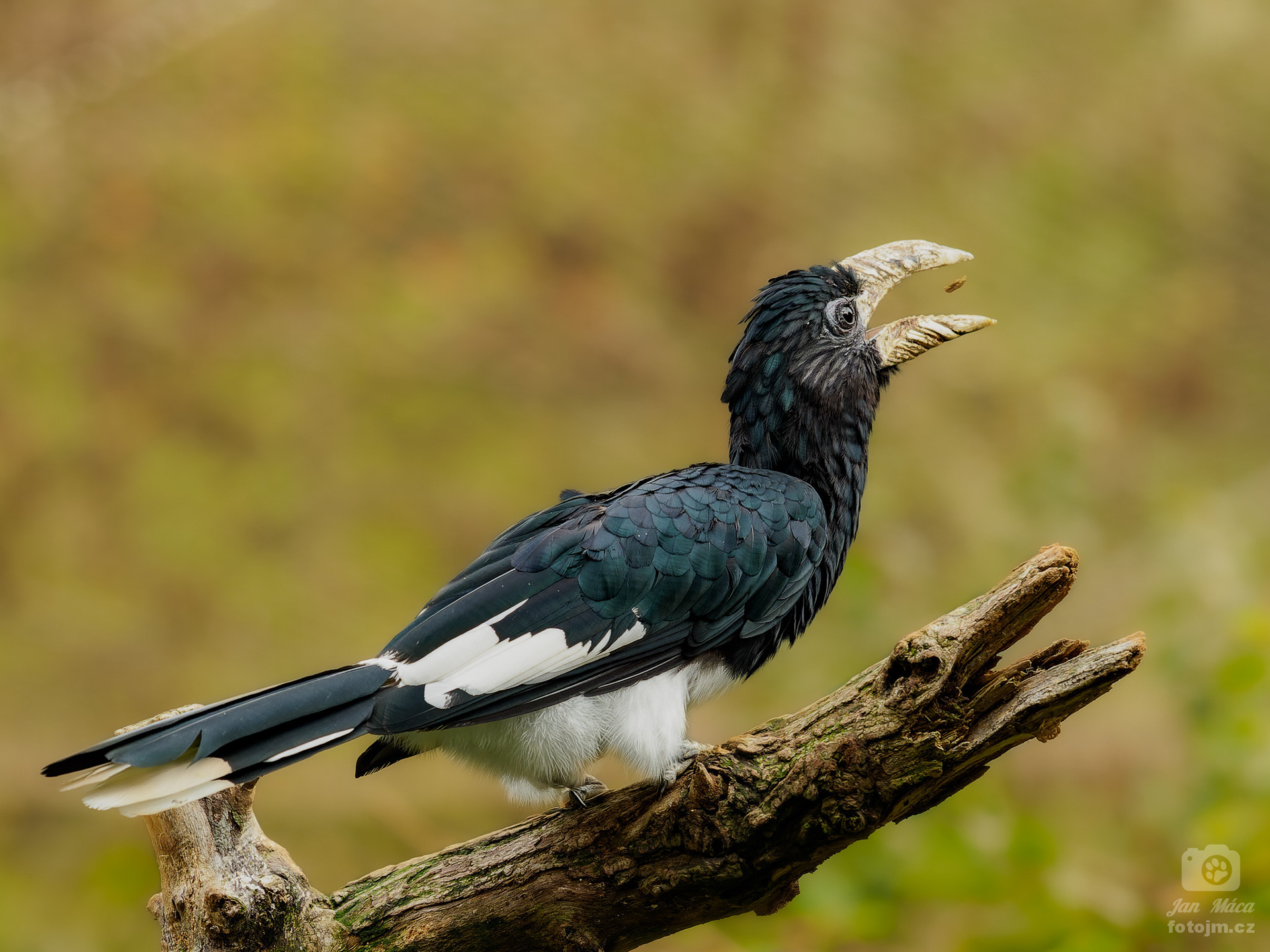 Zoborožec hvízdavý
